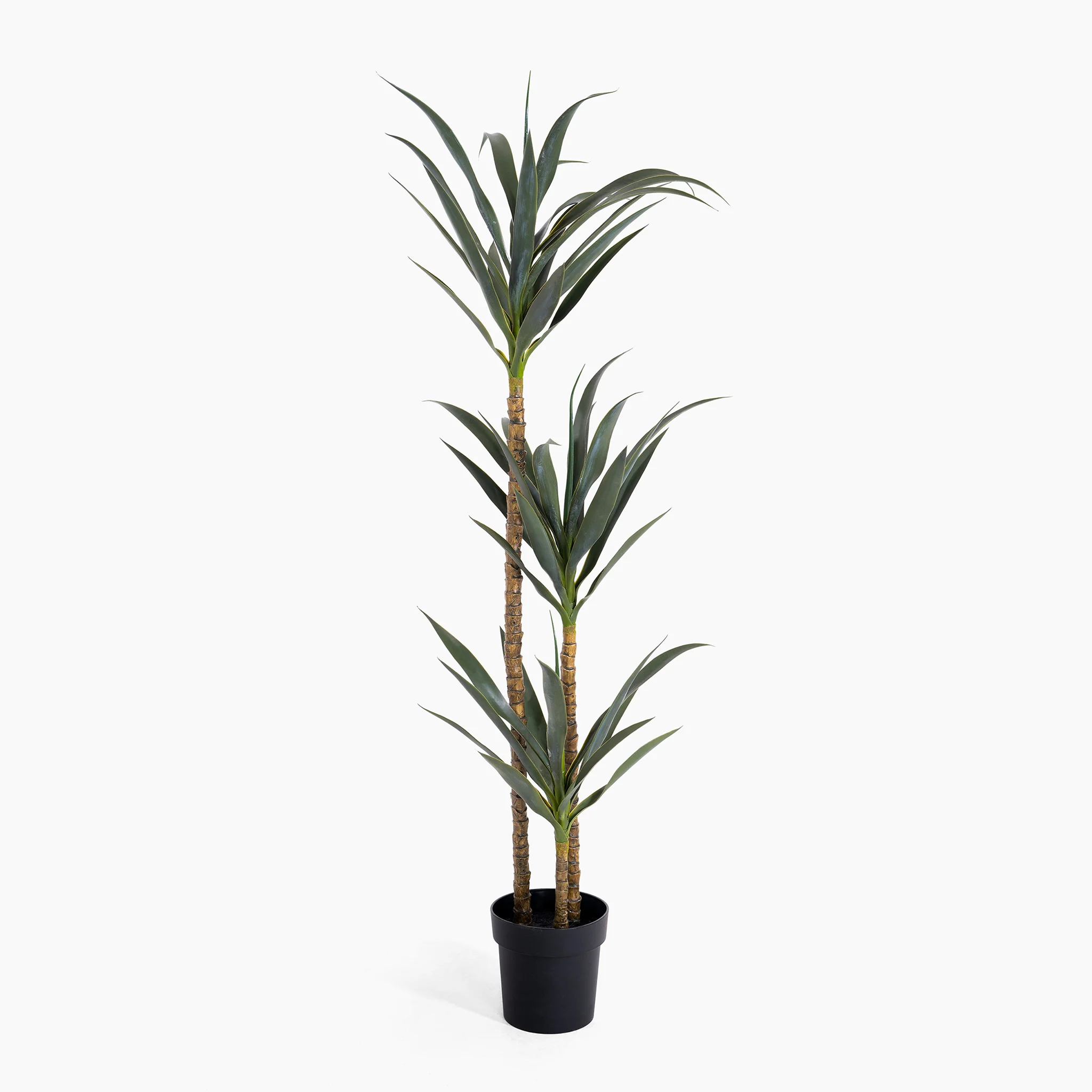 Agave tree - Image 4