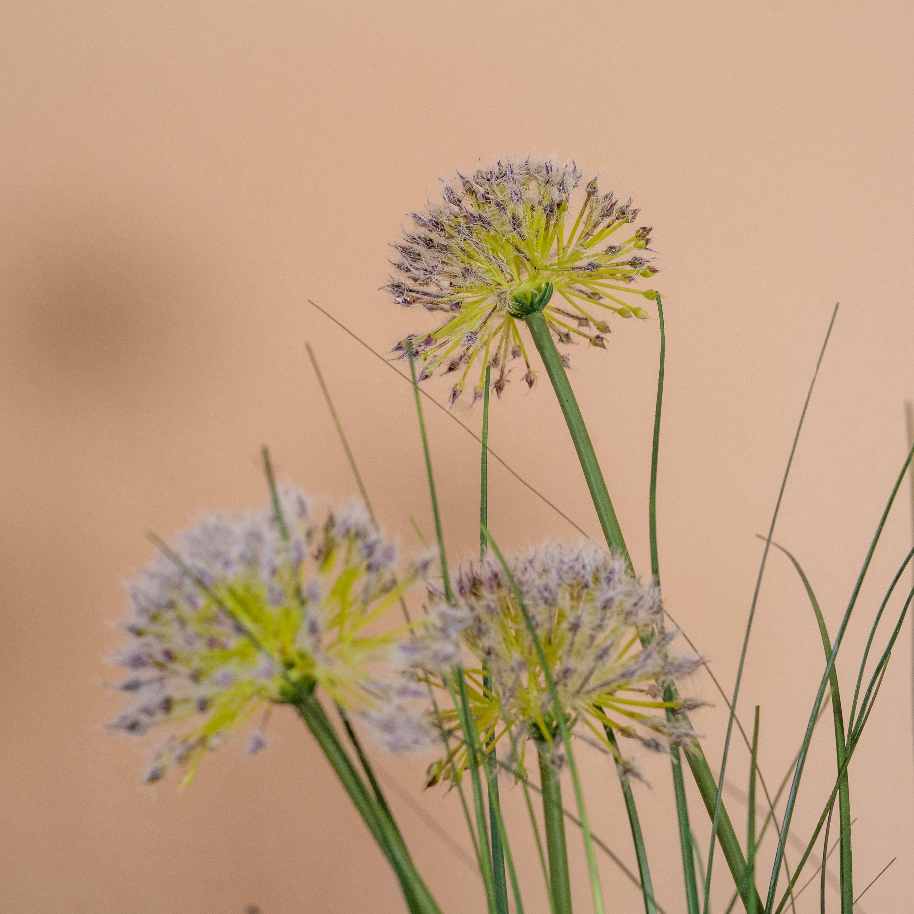 Allium grass - Image 2