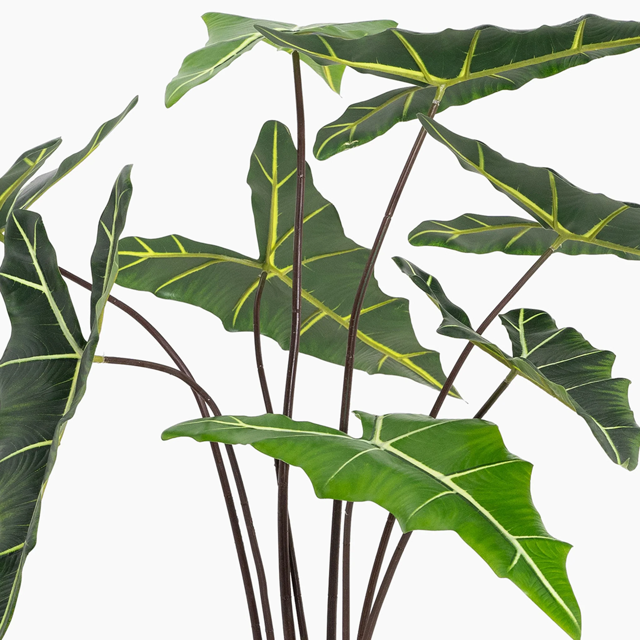 Alocasia sarian - Image 3