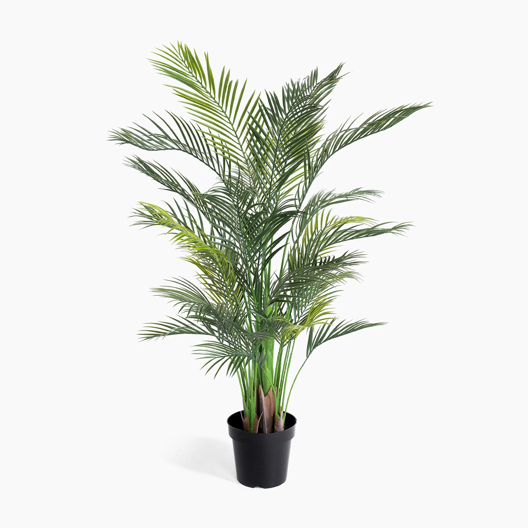 Areca palm - Image 4