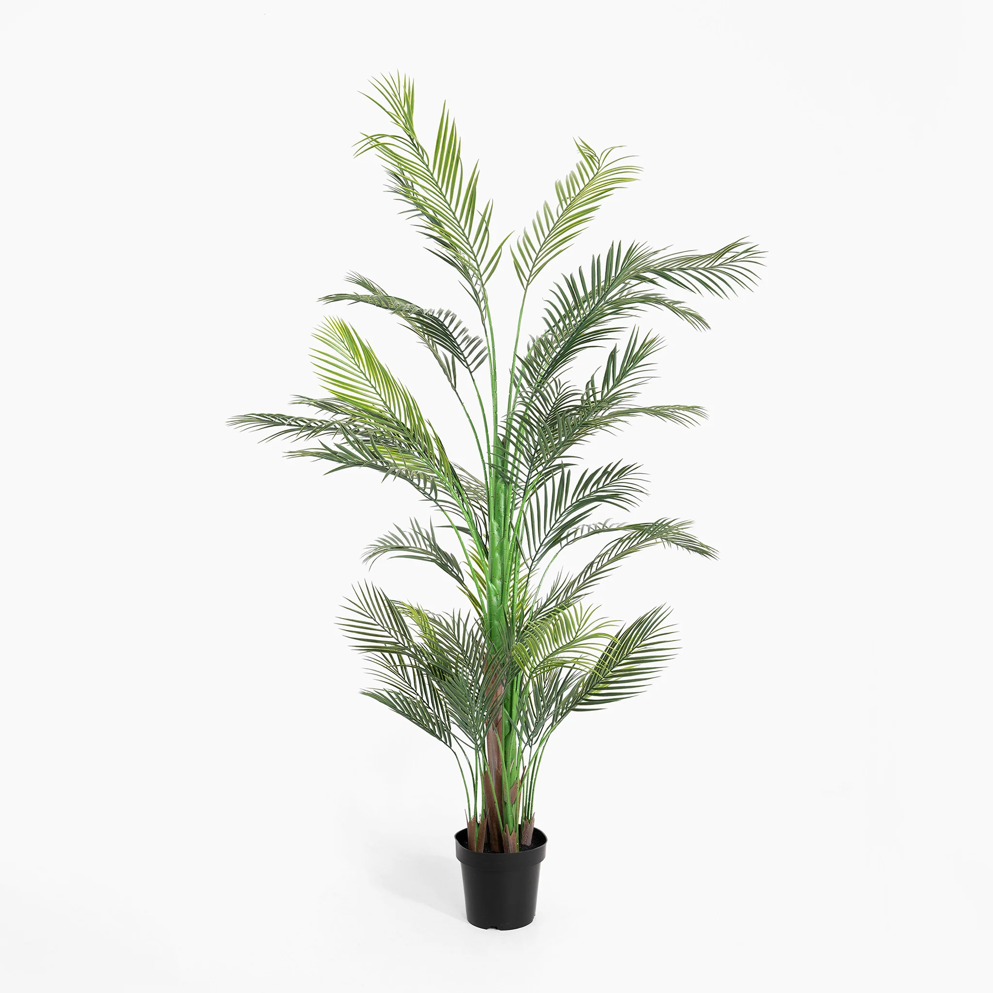 Areca palm - Image 8