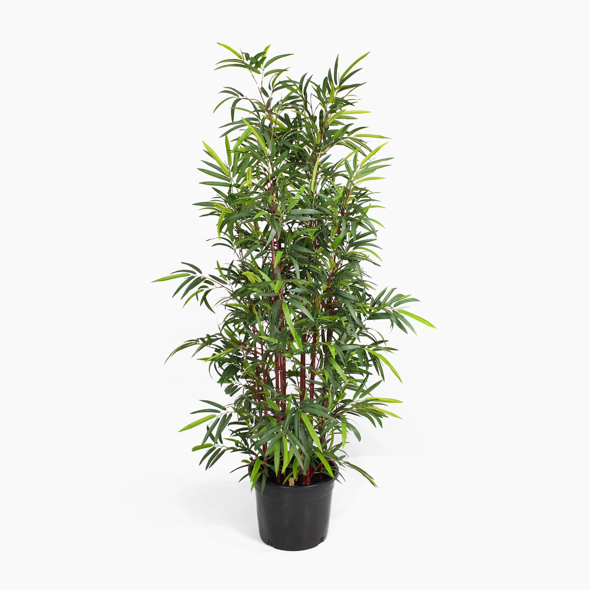 Asian wonder bamboo - Image 4