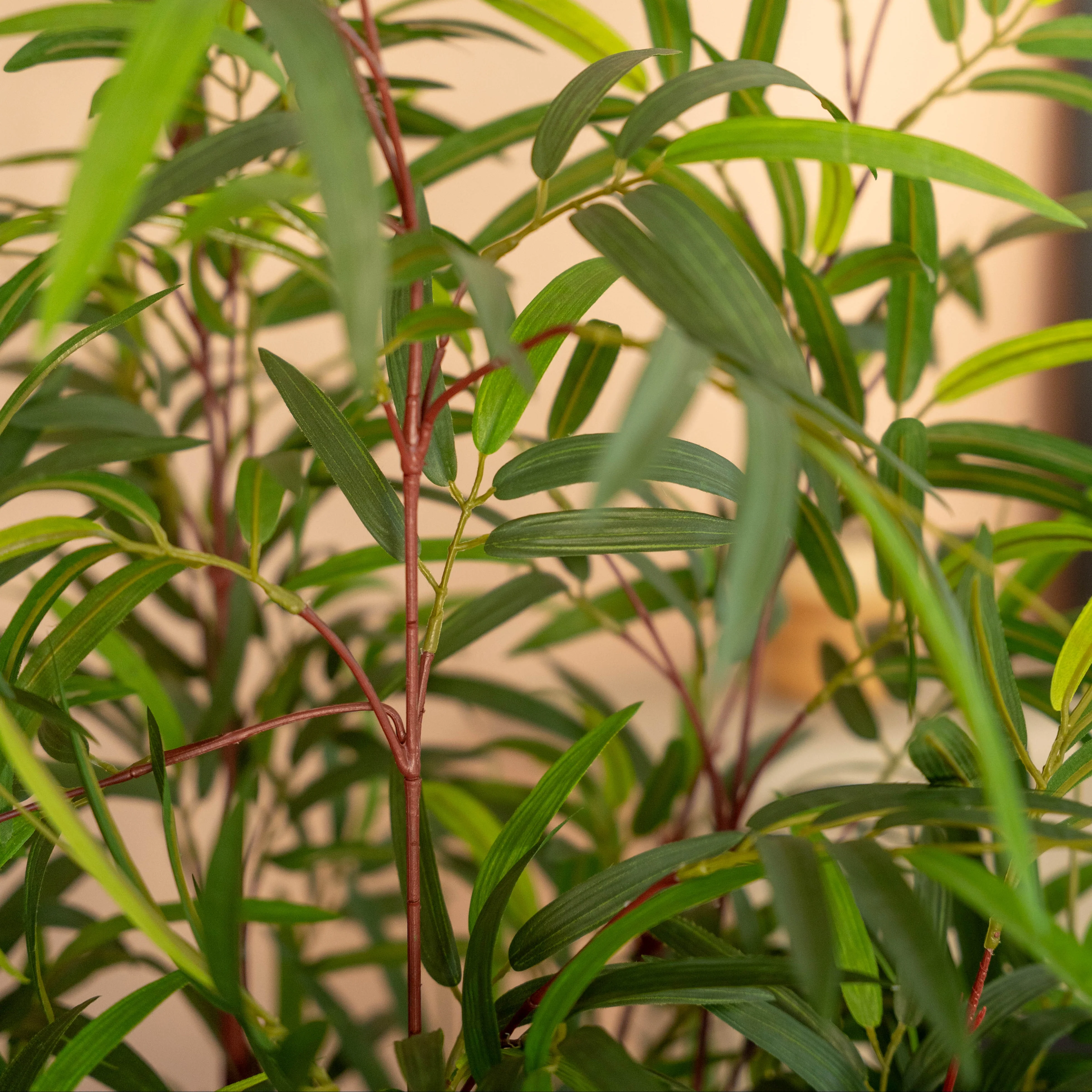 Asian wonder bamboo - Image 5