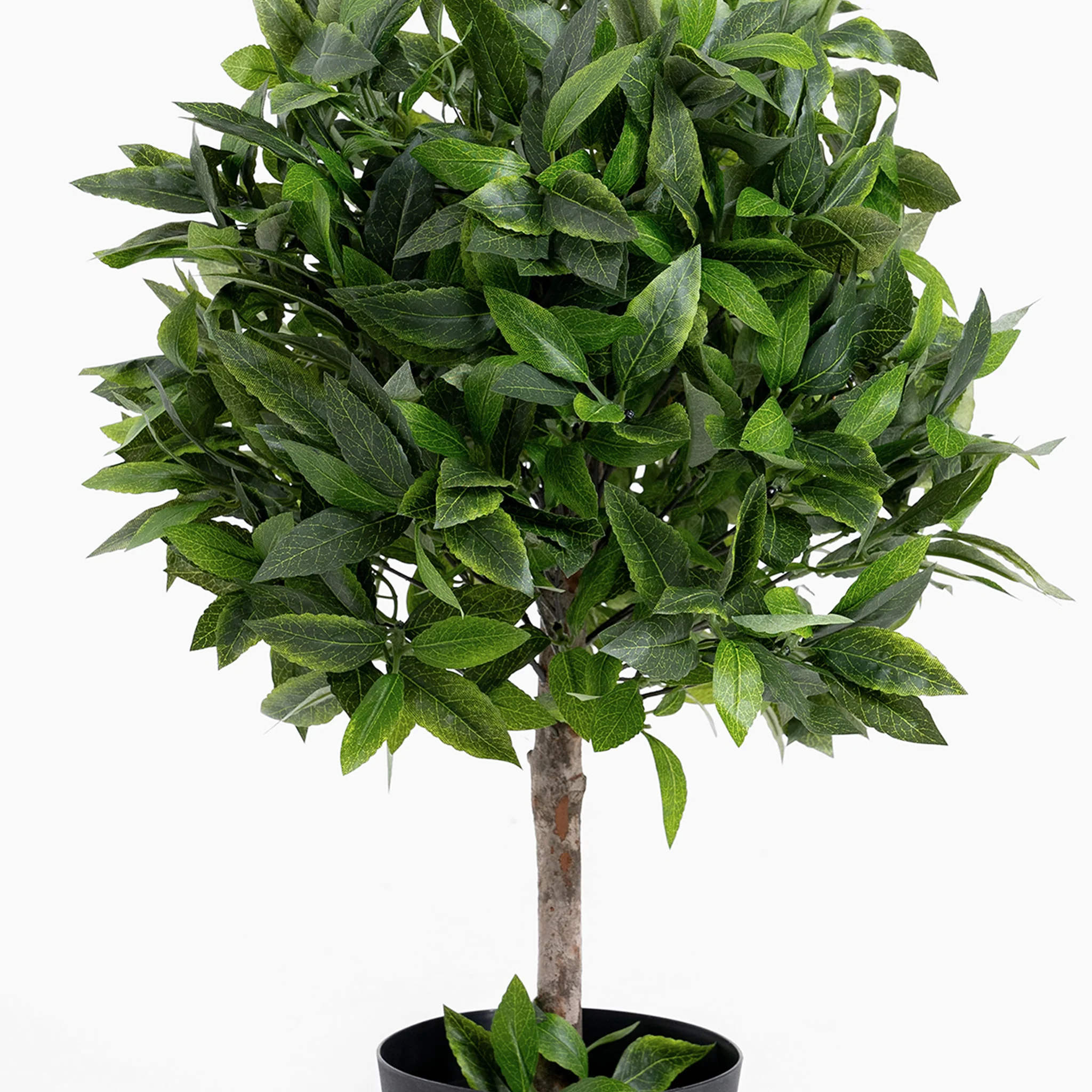 Bay laurel bush ball - Image 3