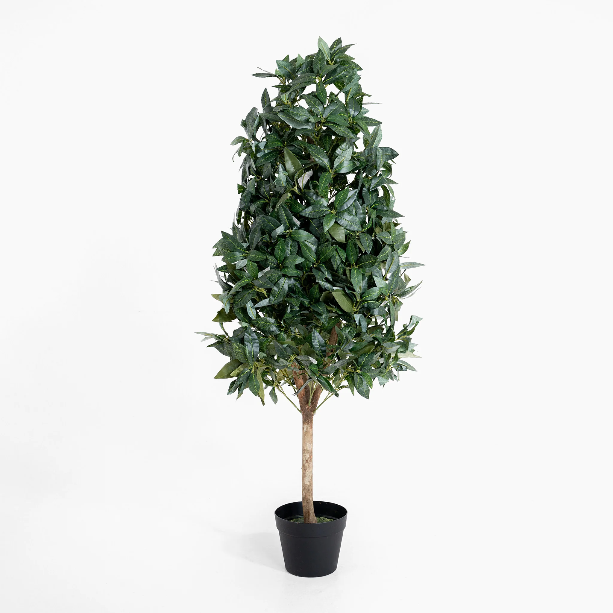 Bay cone - Image 3