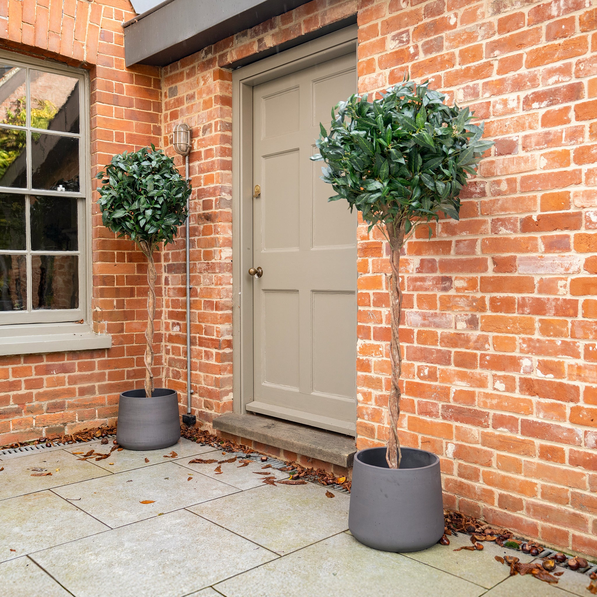 Bay laurel tree - Image 7