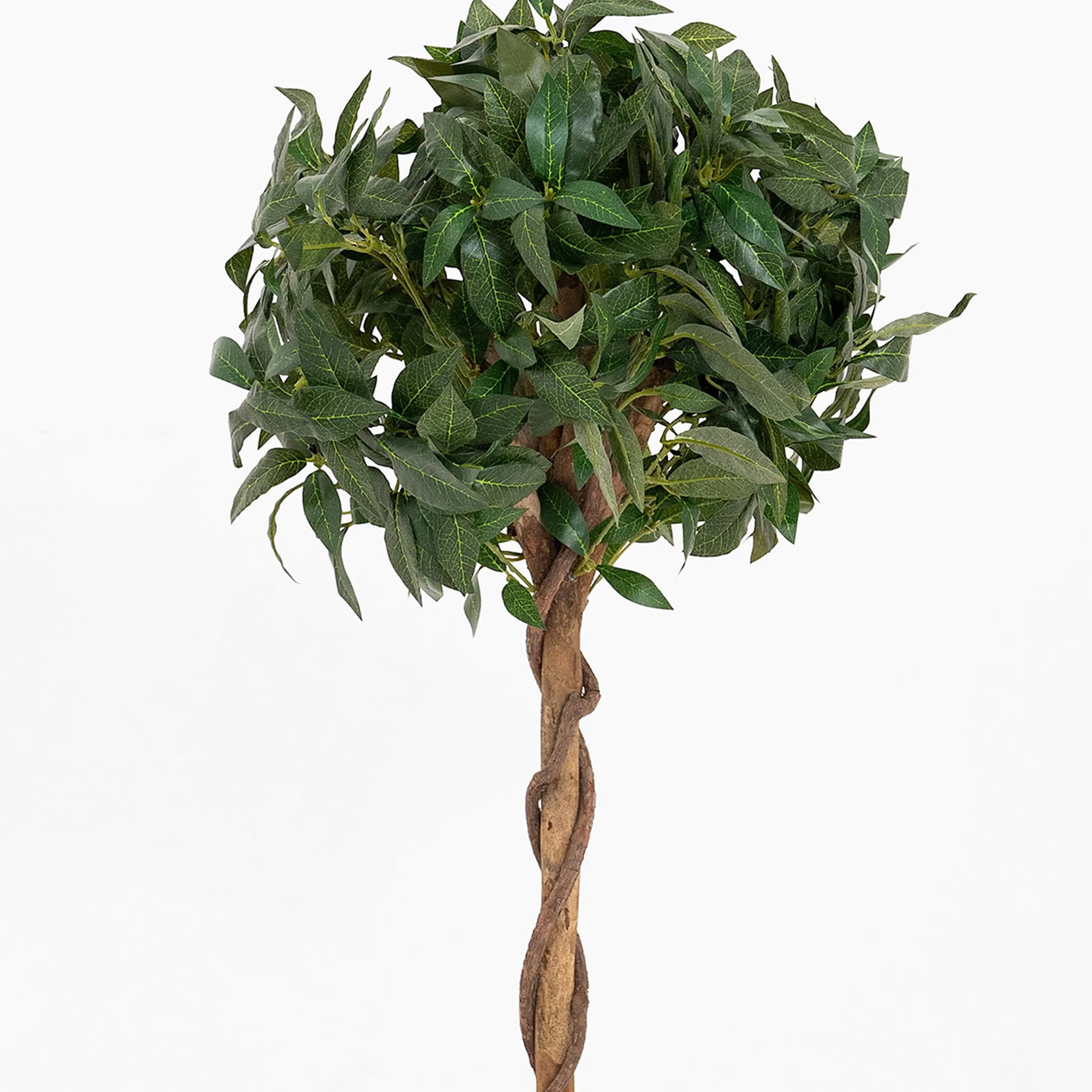 Bay laurel tree - Image 9