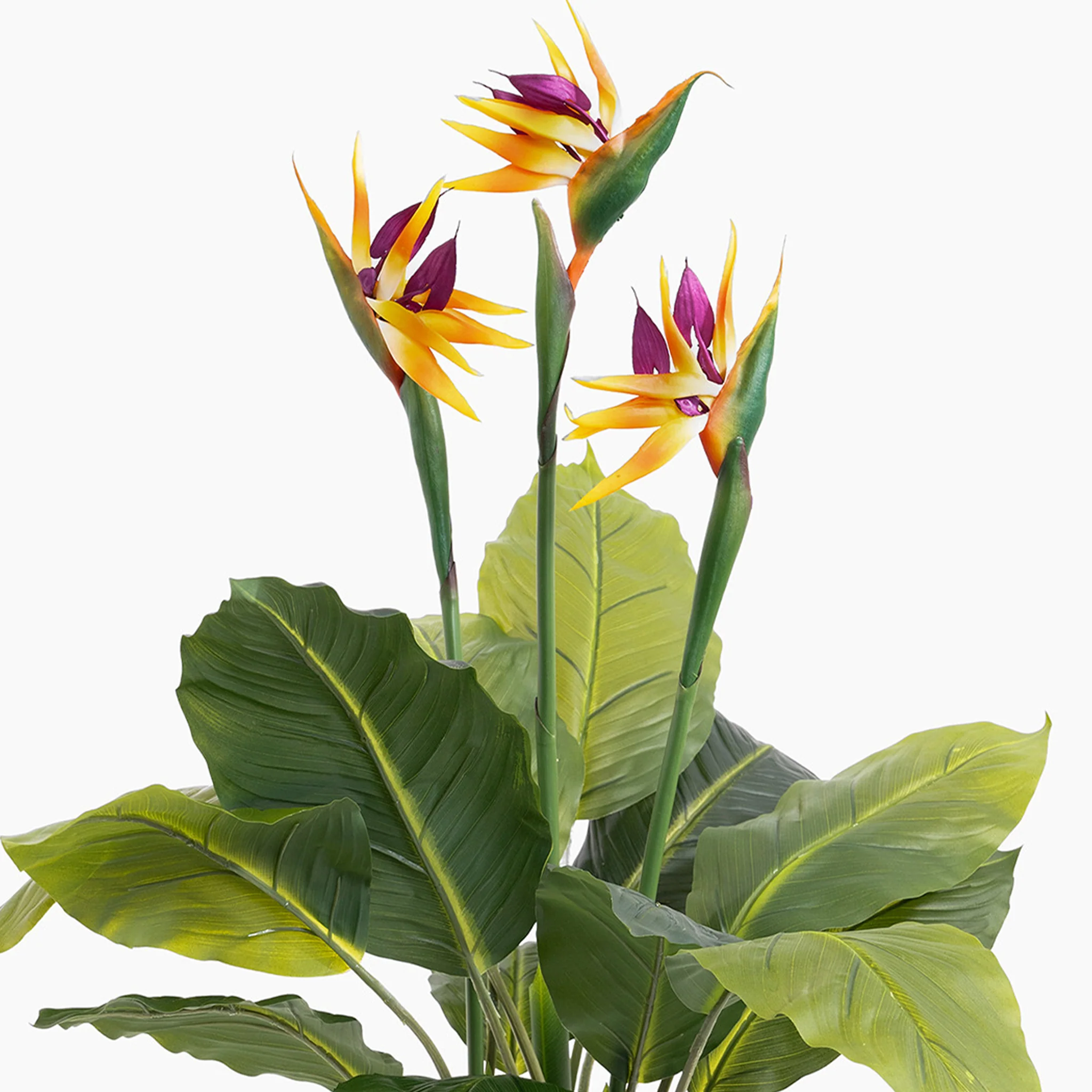 Bird of paradise - Image 4