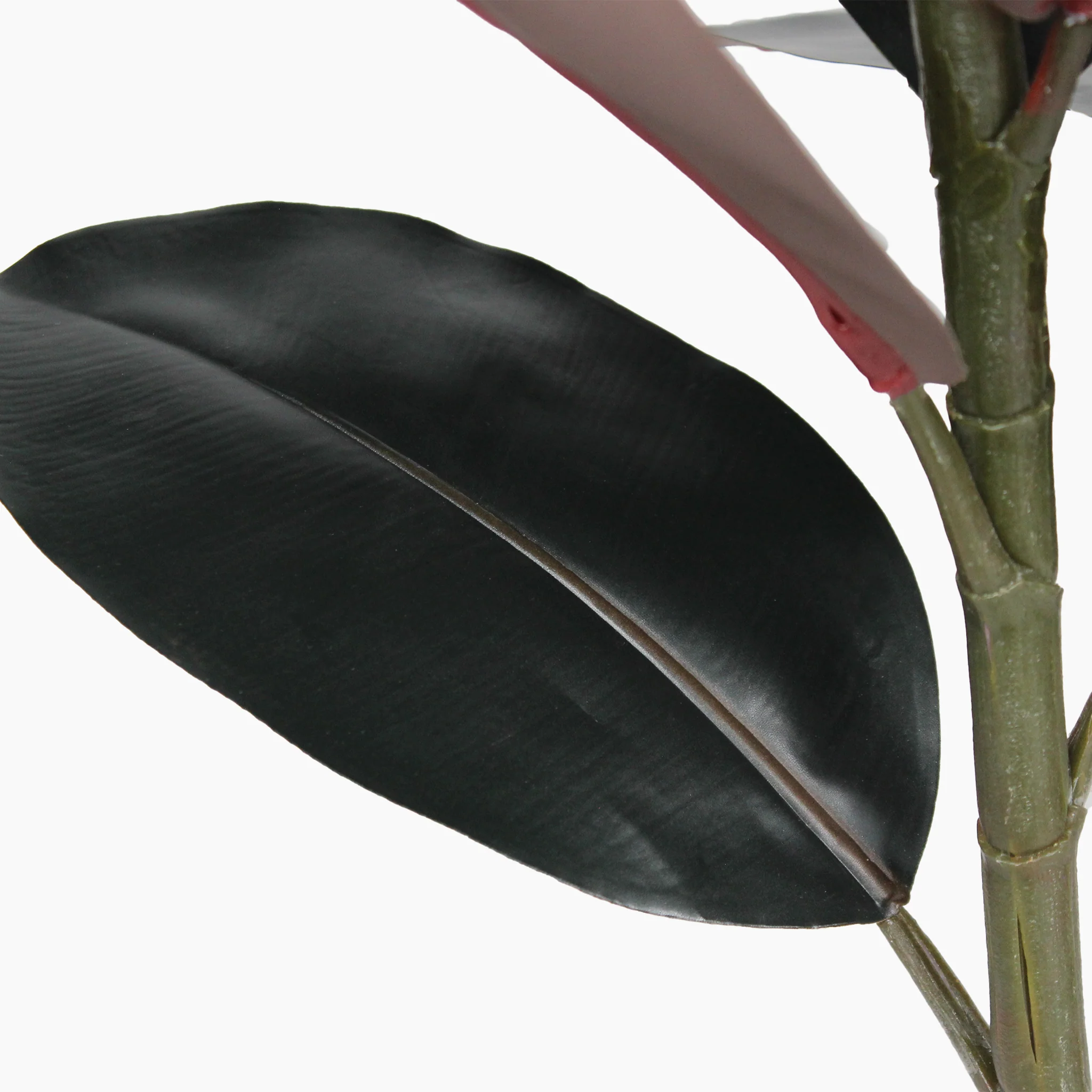 Black rubber plant - Image 5