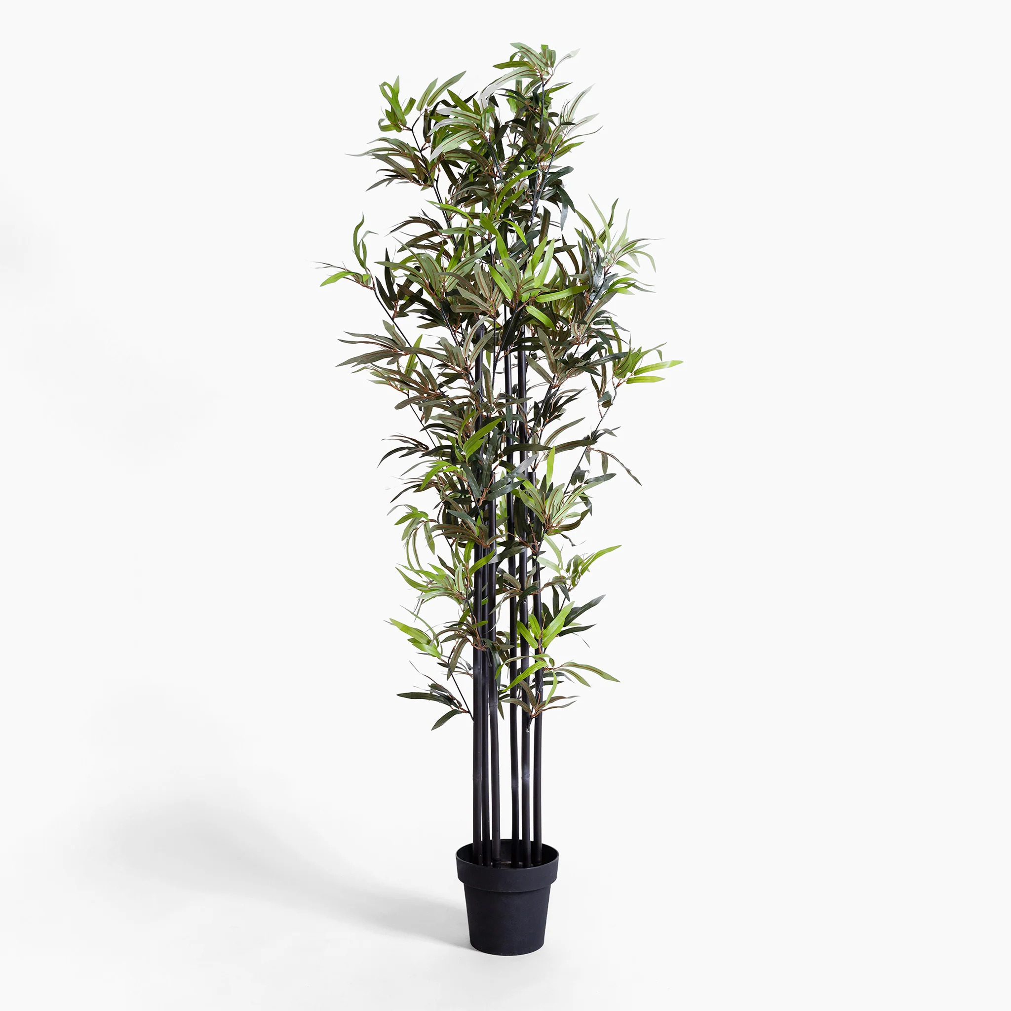Black stem bamboo - Image 4