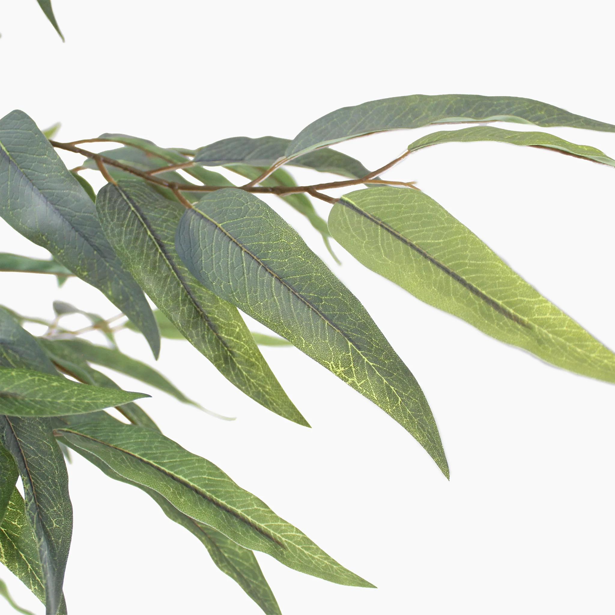 Blue gum eucalyptus tree - Image 3