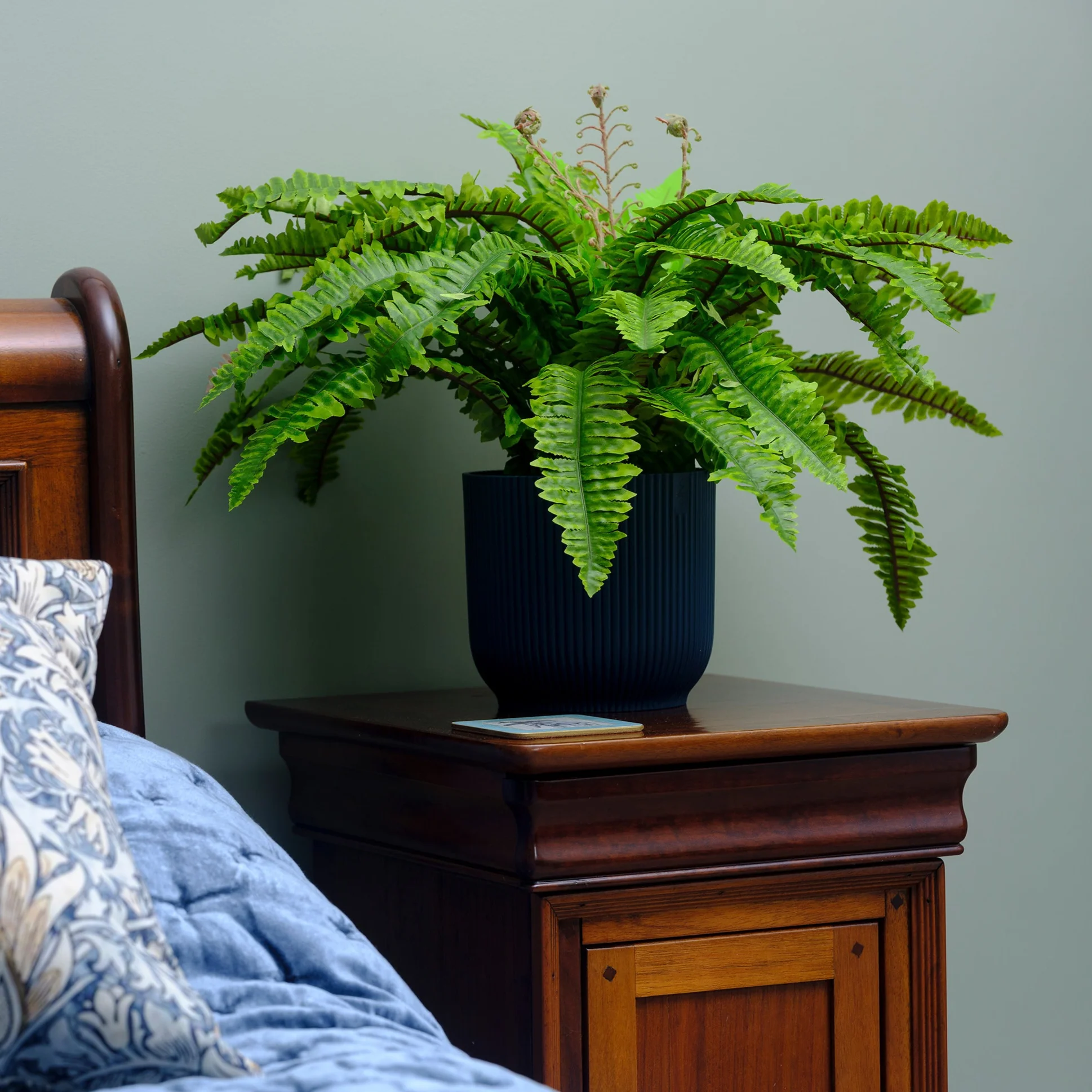 Boston fern - Image 4