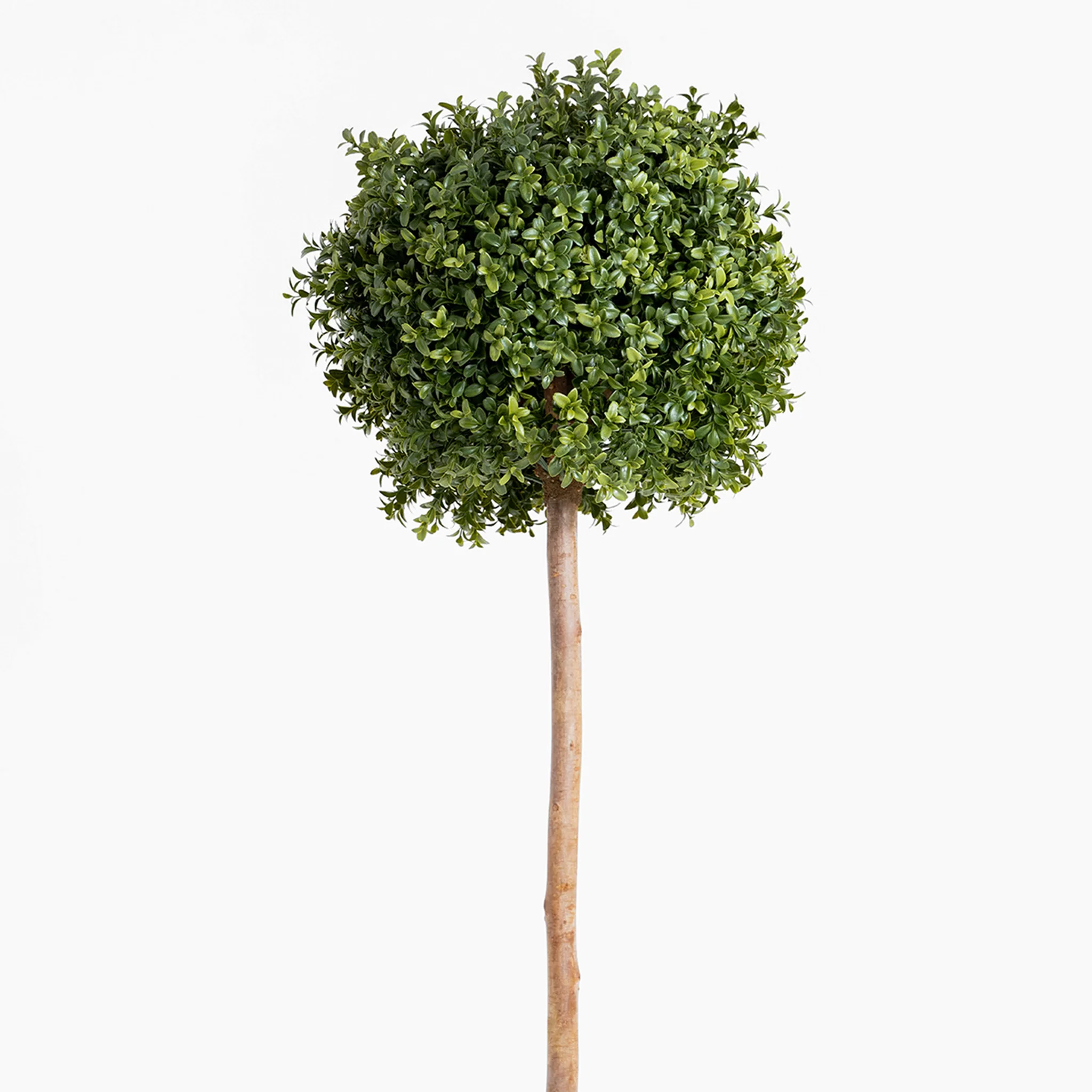 Boxwood single ball tree - Image 3