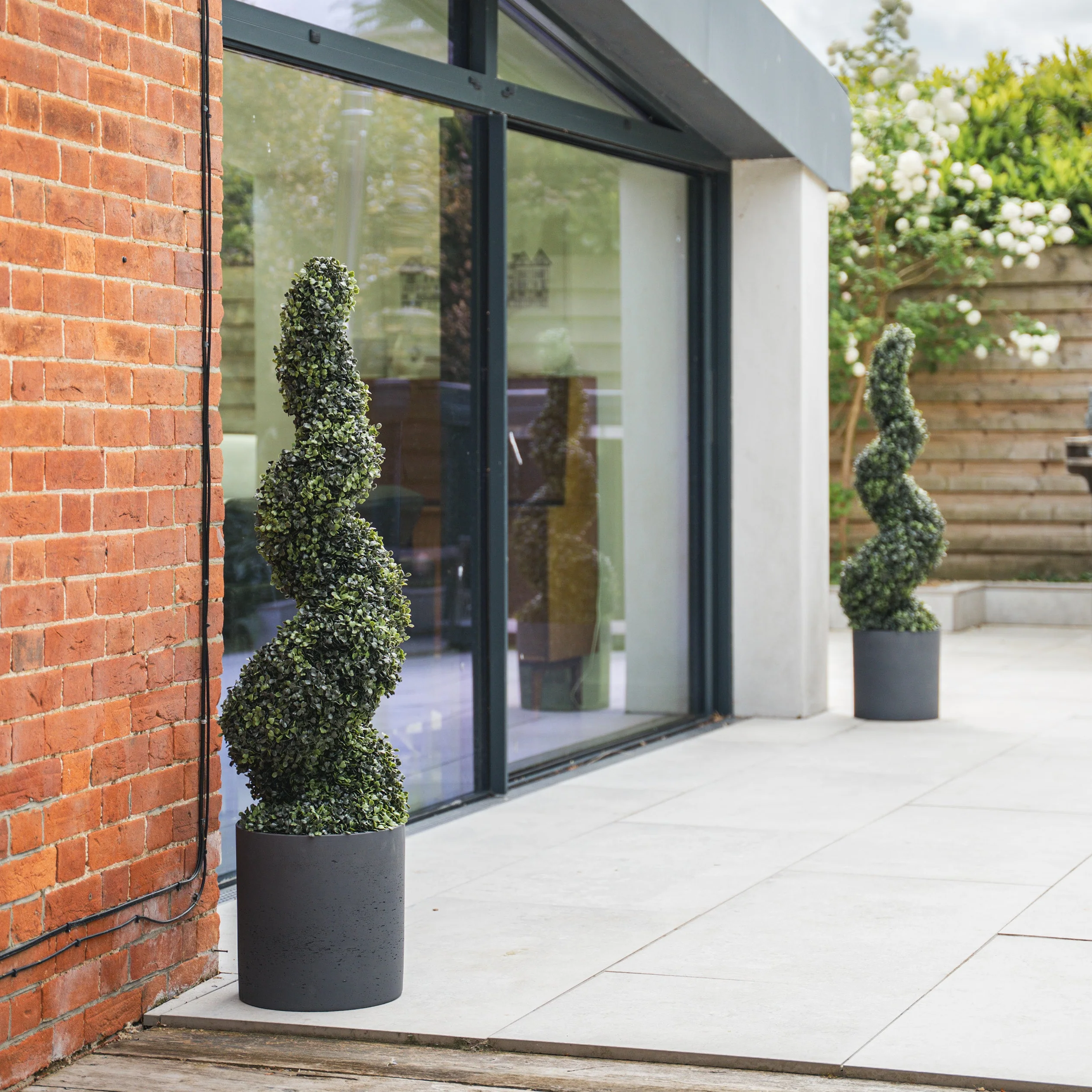 Boxwood spiral - Image 4