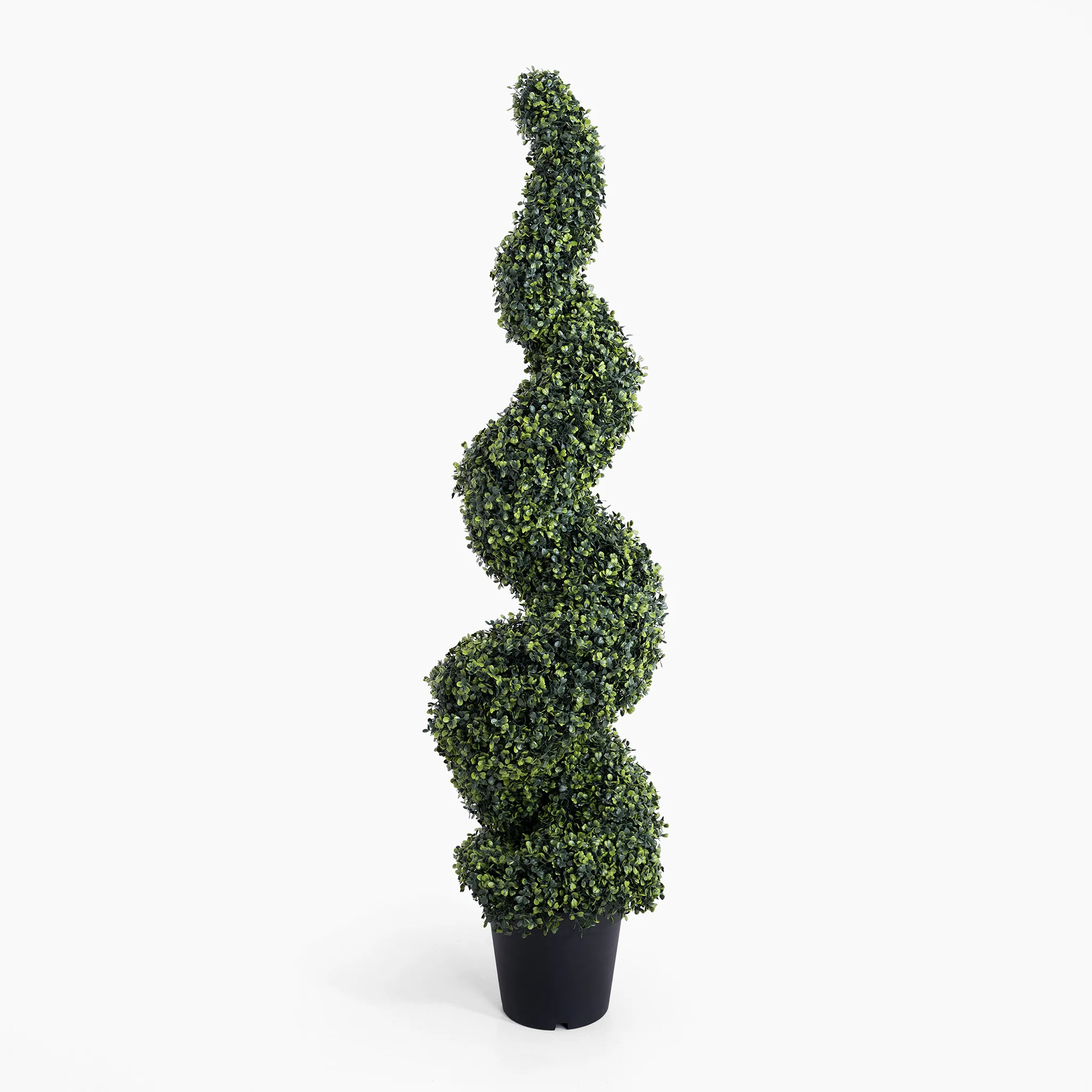 Boxwood spiral - Image 7