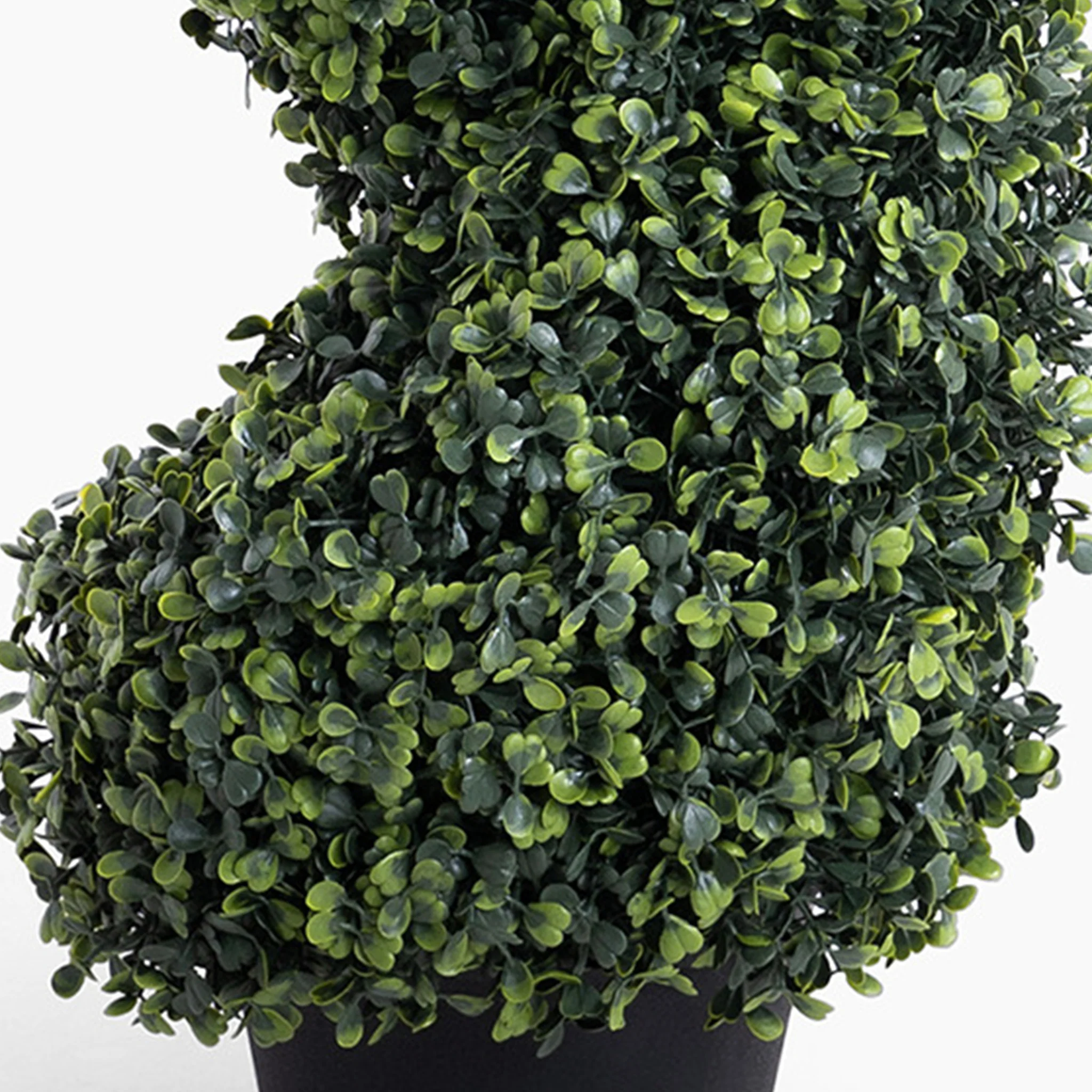 Boxwood spiral - Image 8