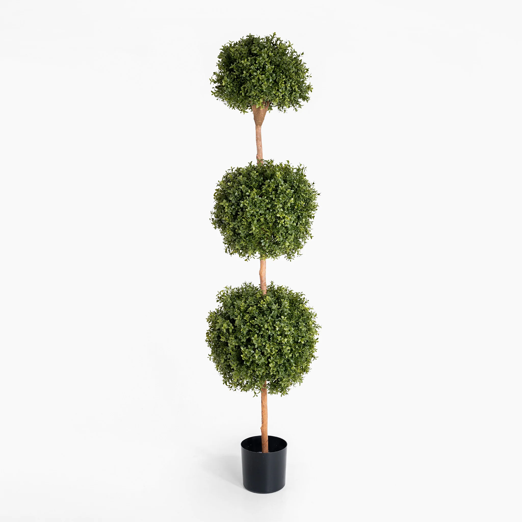 Boxwood triple ball tree - Image 5