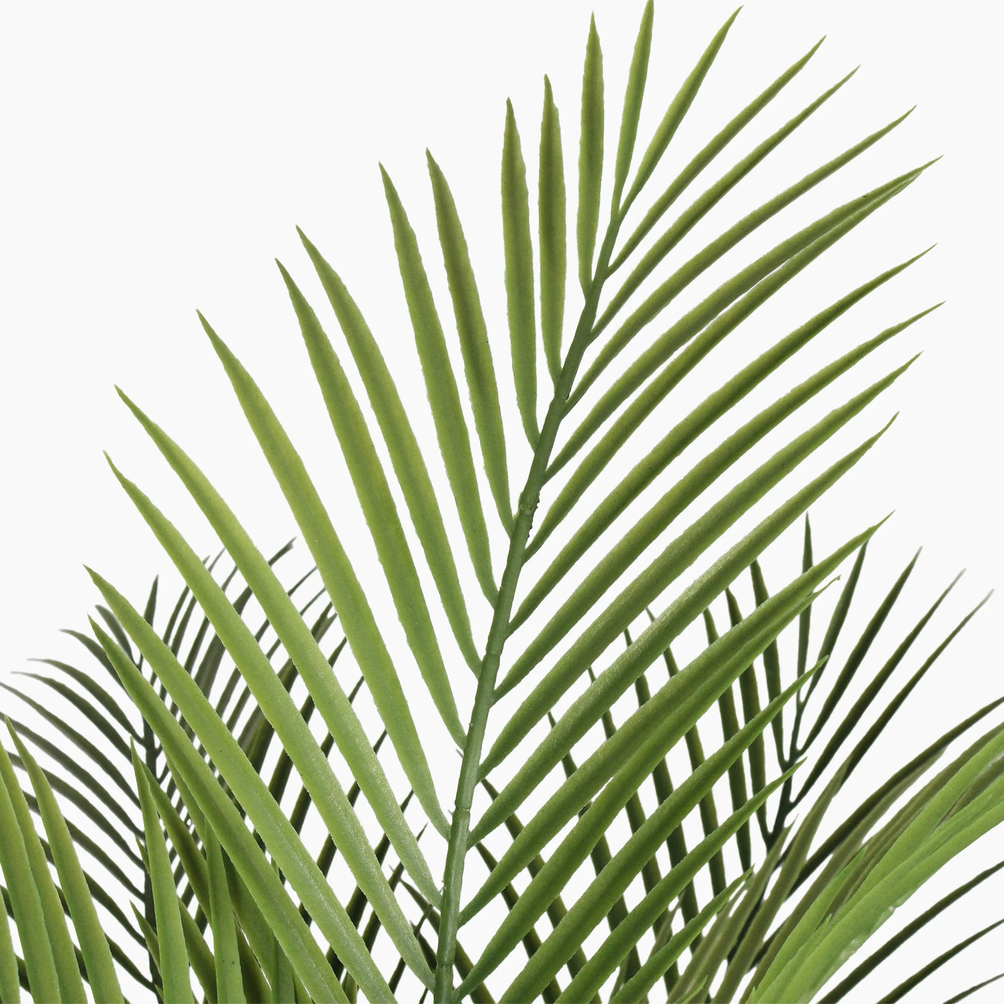 Canary palm - Image 4