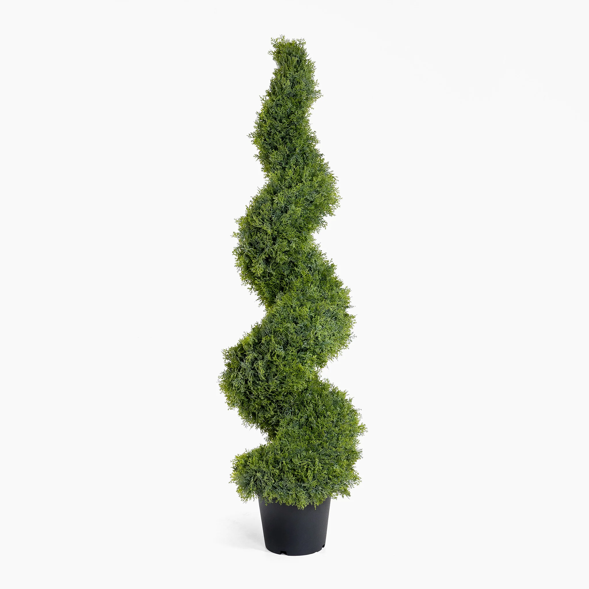 Cedar spiral - Image 6