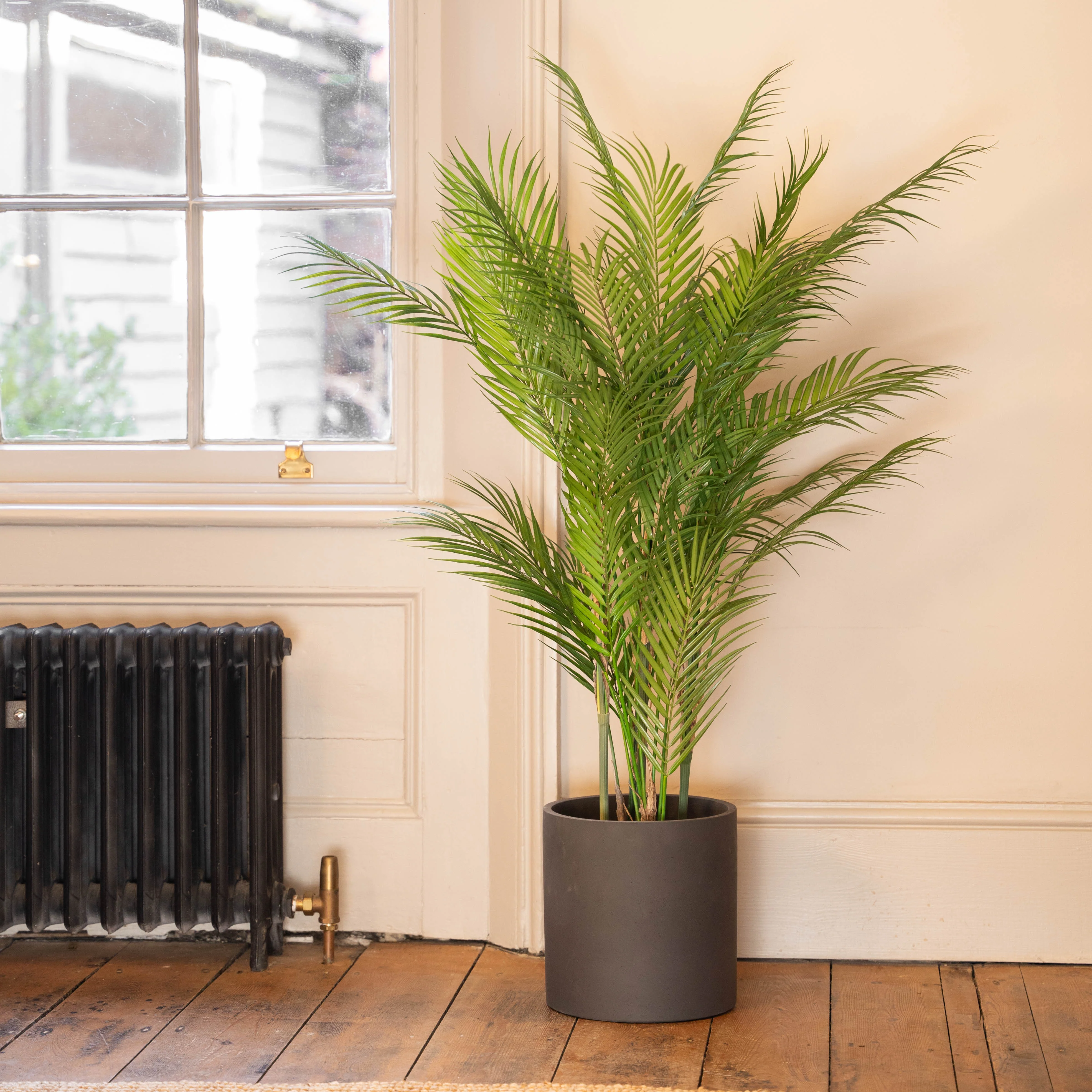 Chamaedorea palm - Image 3