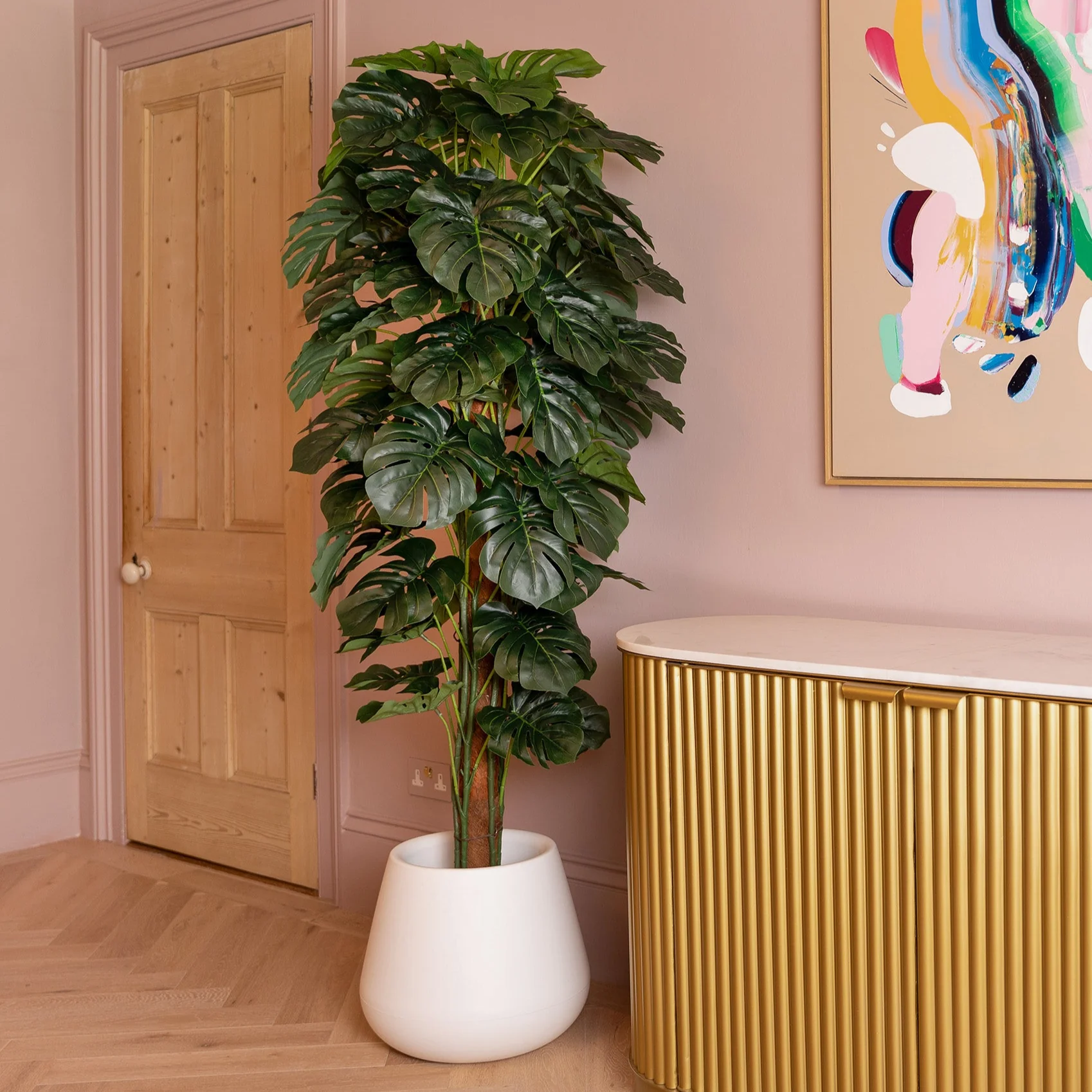 Cheese plant - Image 3