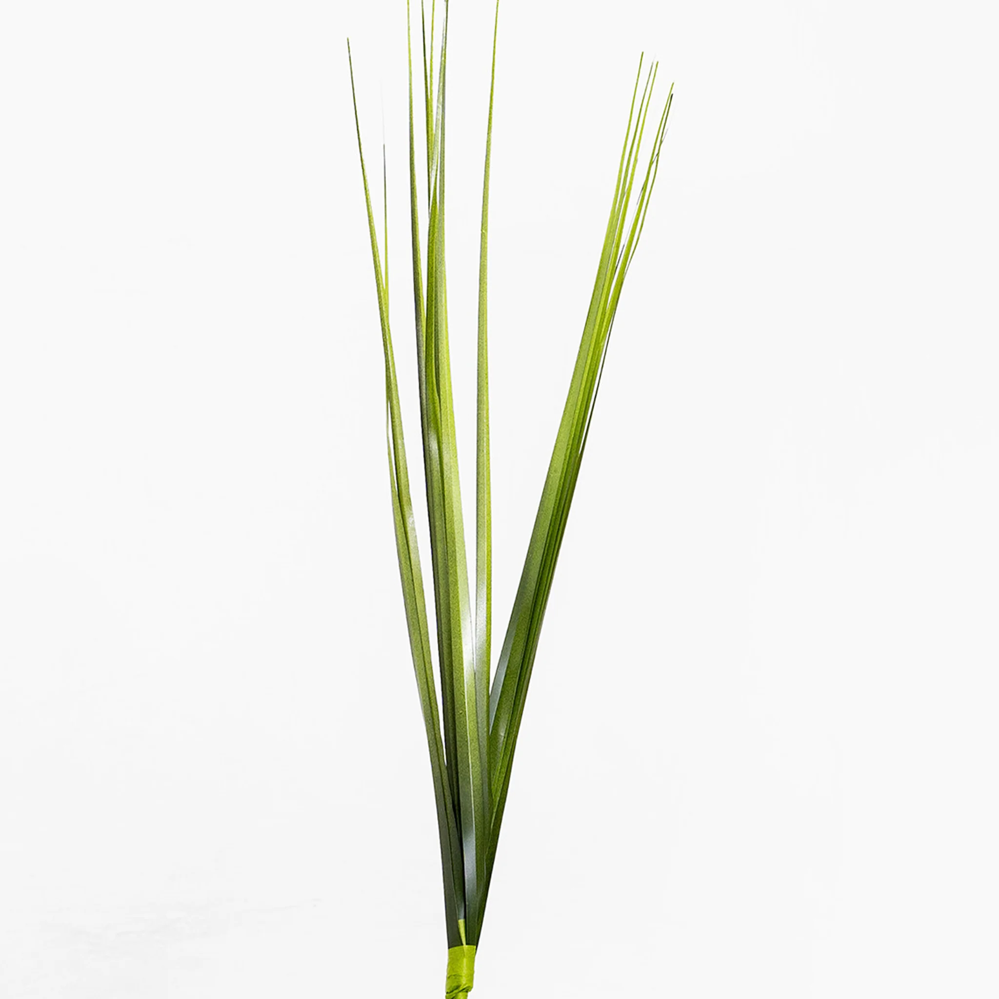 China grass stem - Image 3