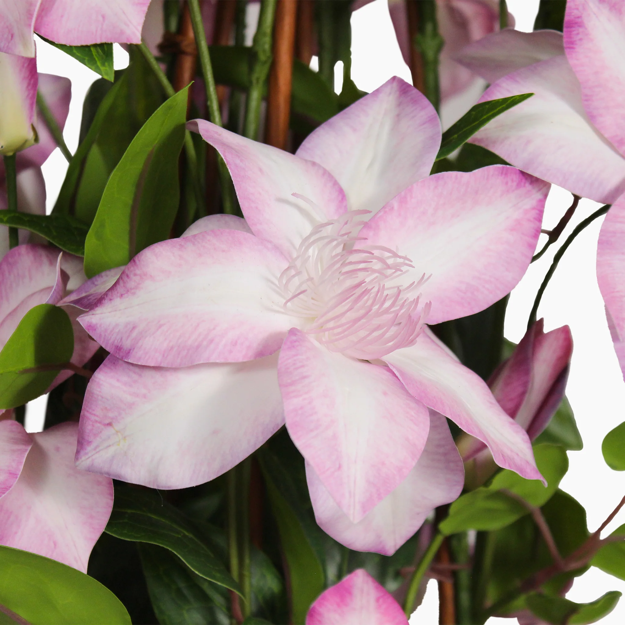 Clematis - Image 2