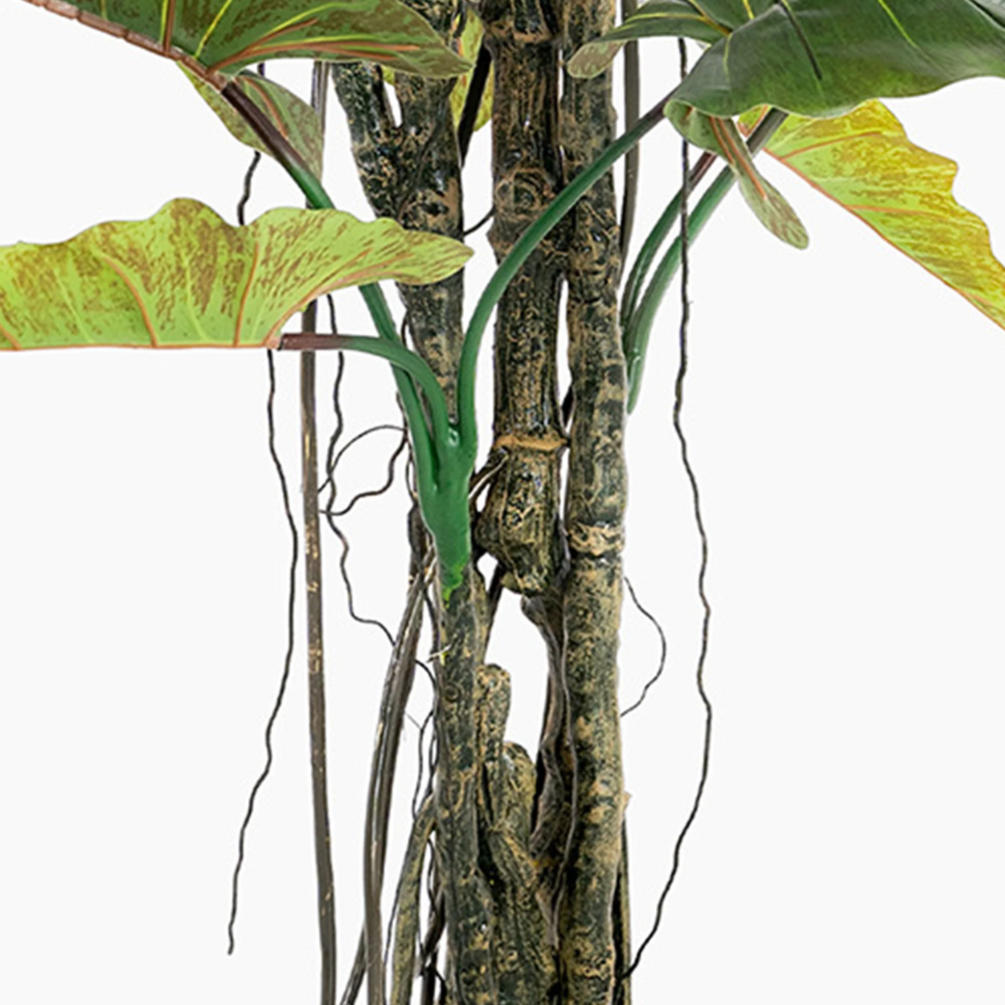Colocasia - Image 7