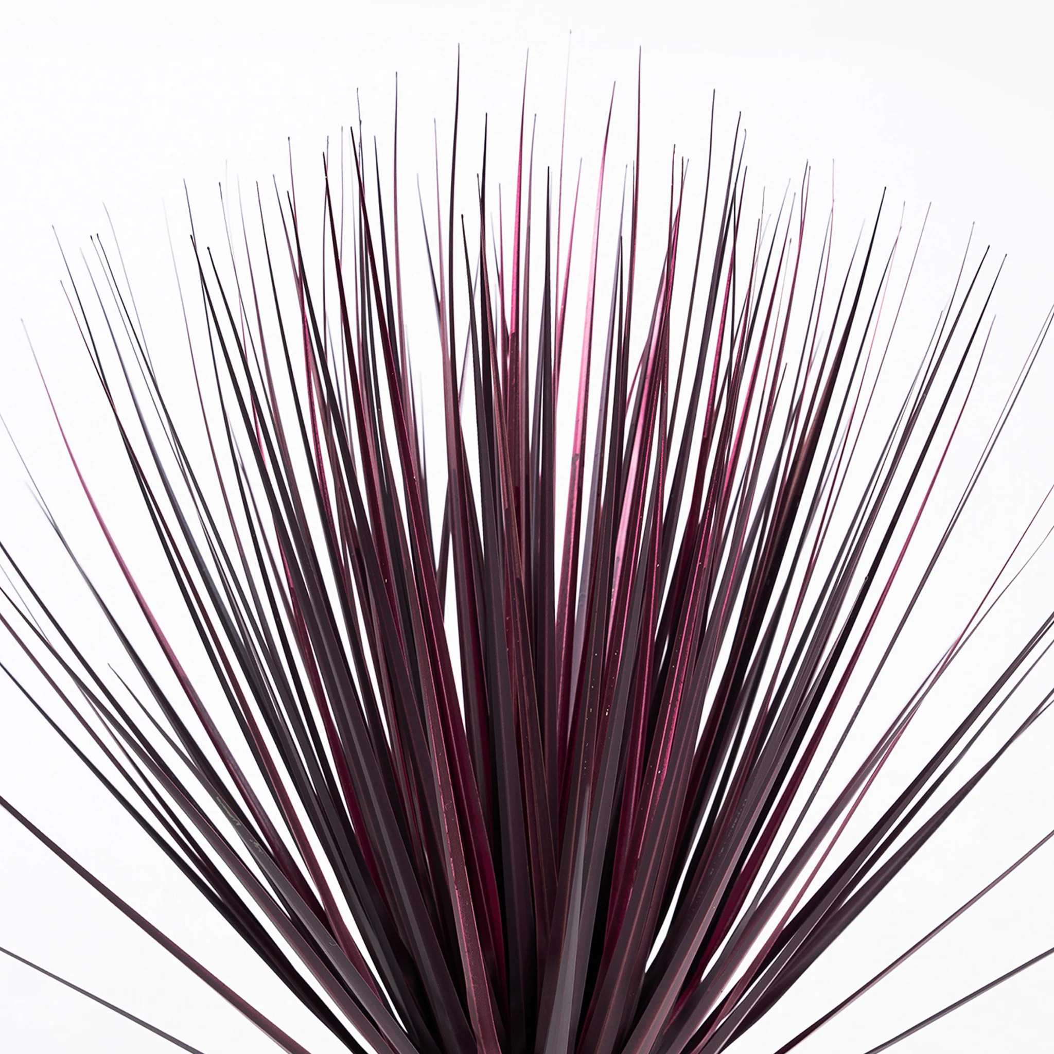 Cordyline grass - Image 5