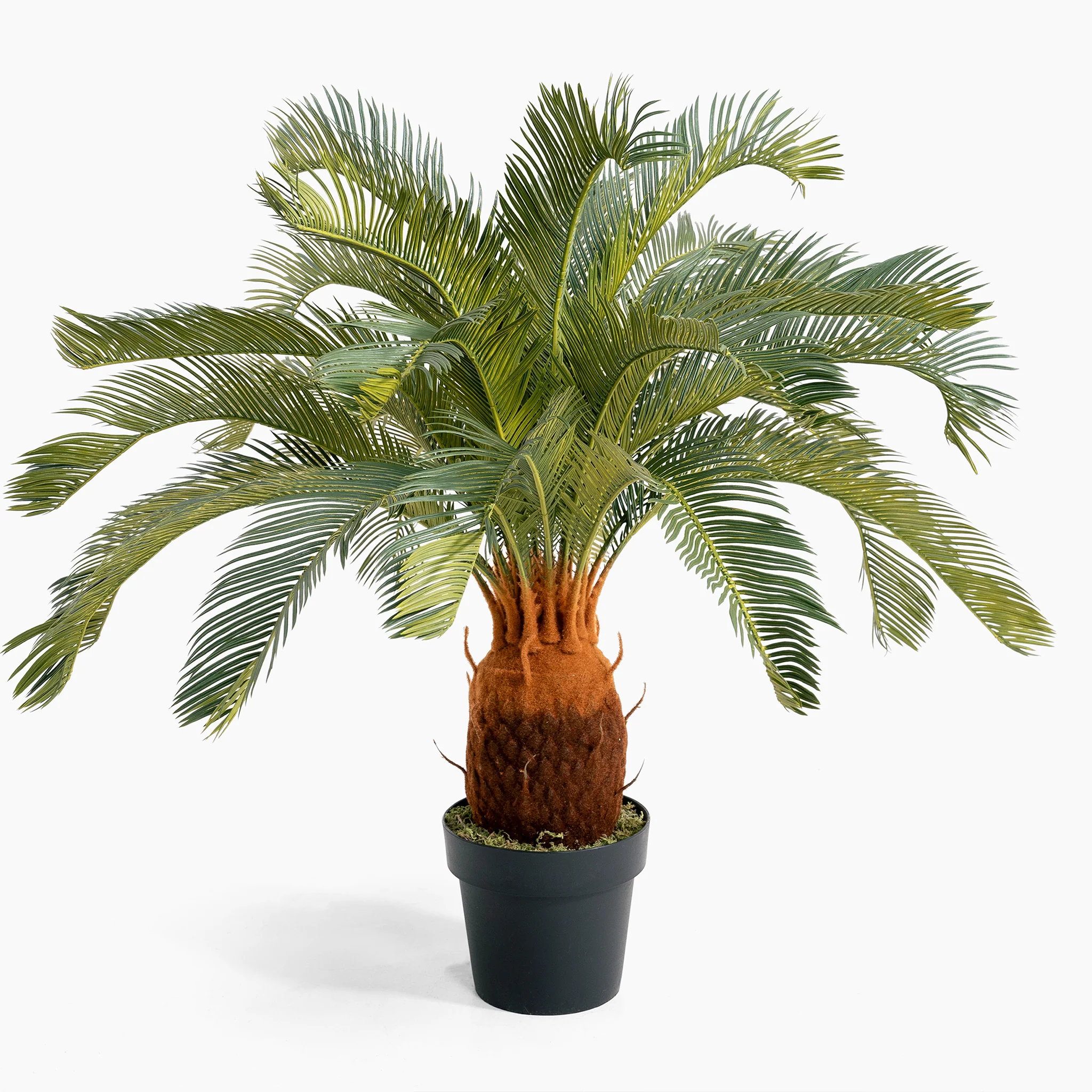 Cycas revoluta - Image 3