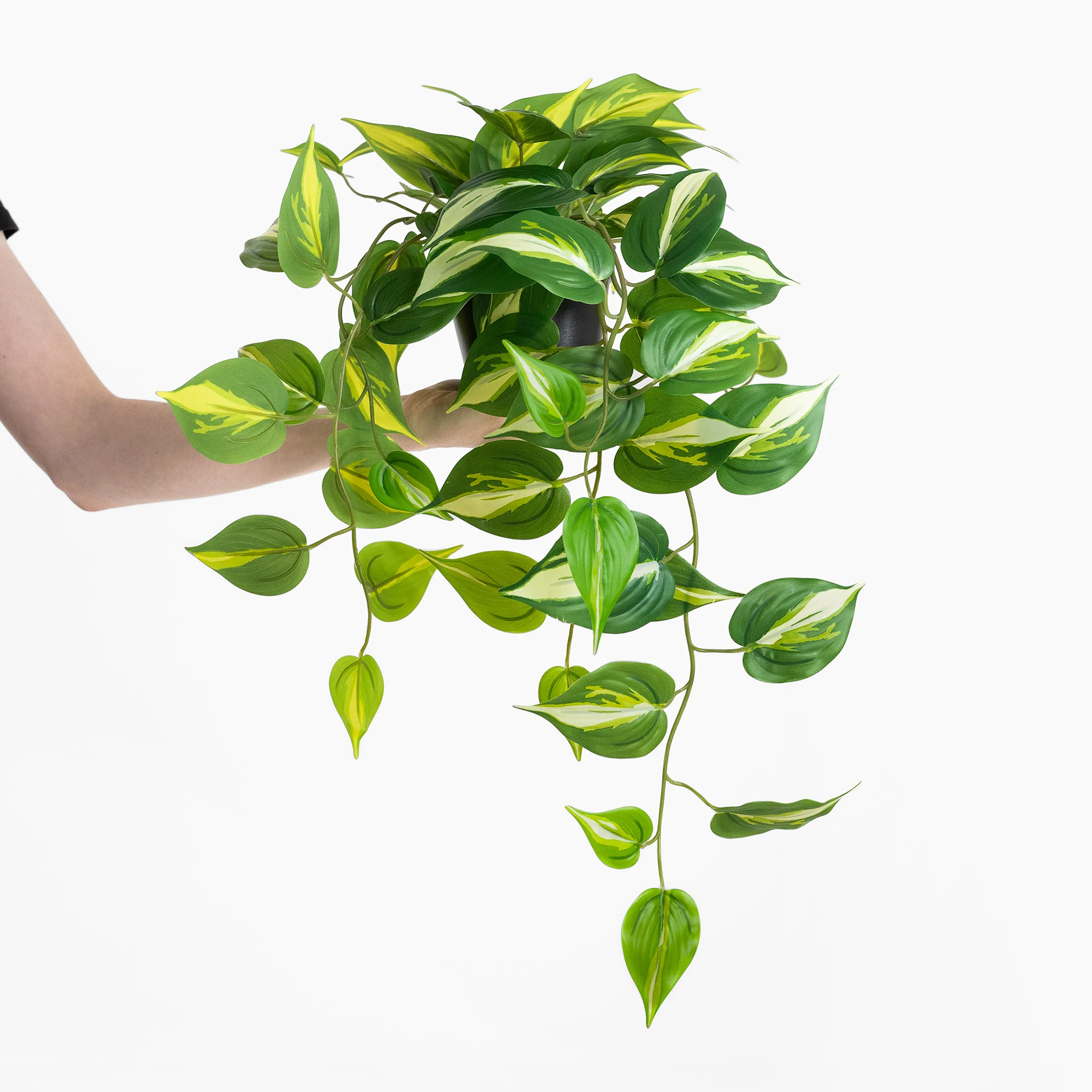 Devil's ivy pothos - Image 4