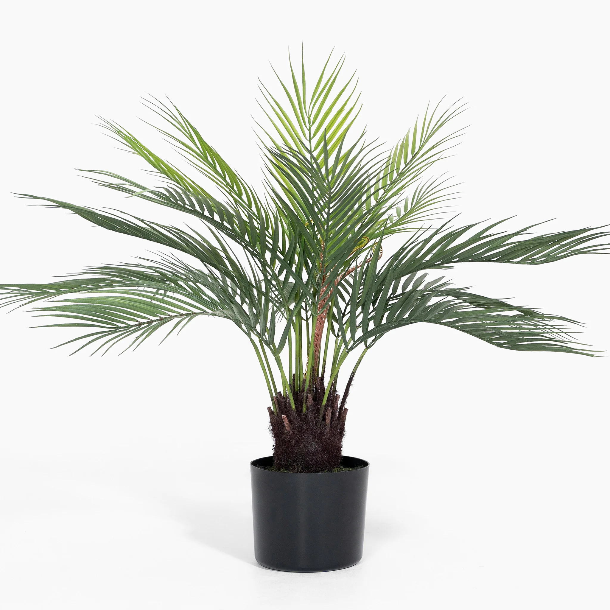 Dicksonia dwarf palm - Image 3