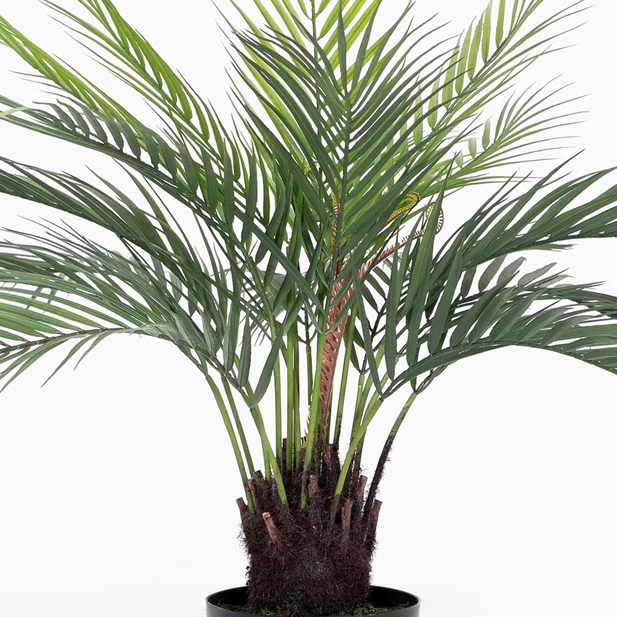 Dicksonia dwarf palm - Image 4