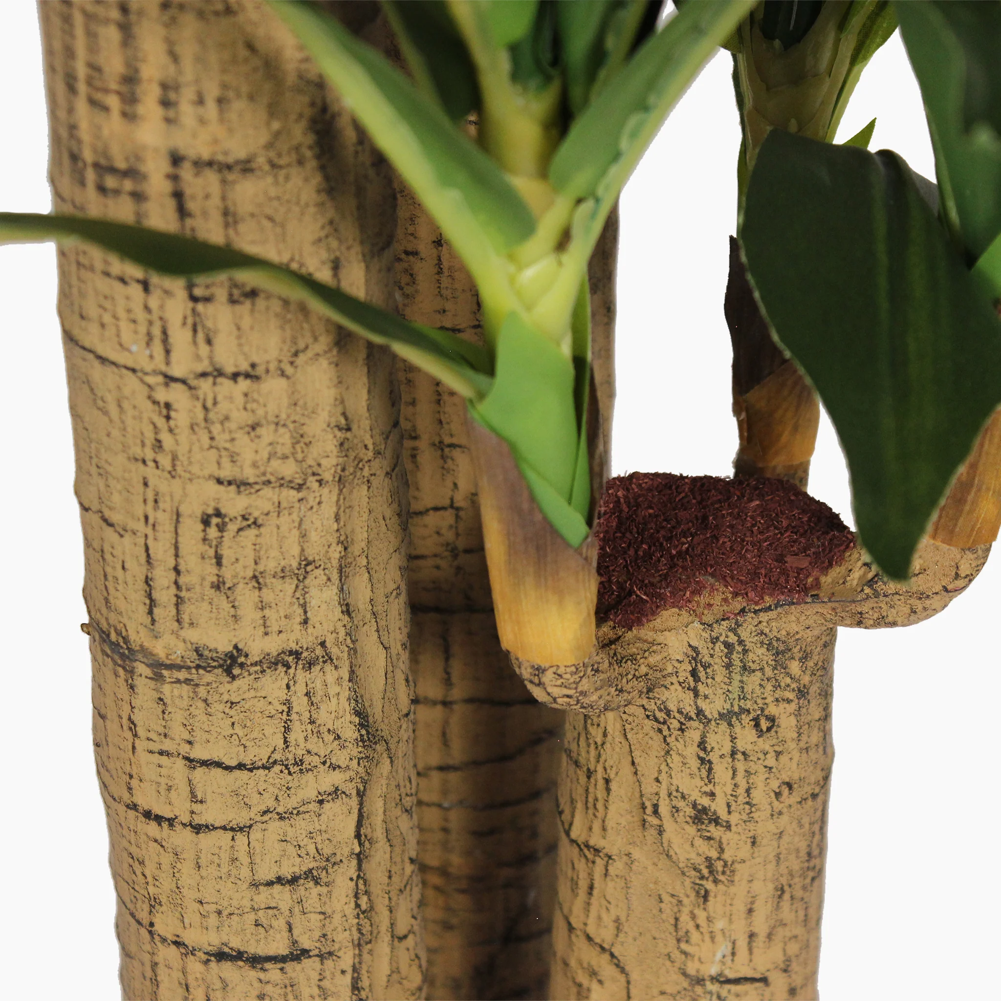 Dracaena fragrans - Image 4