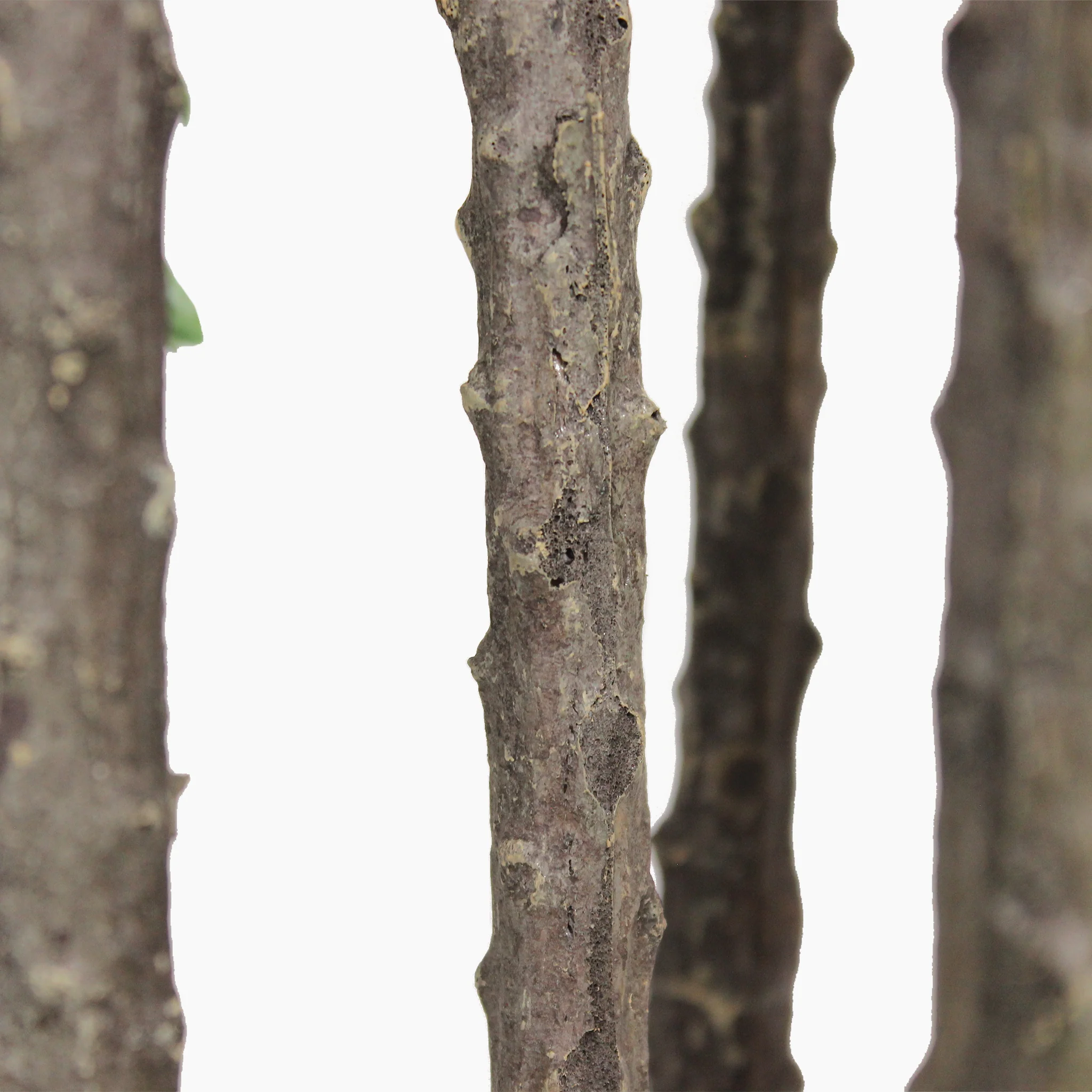 Euphorbia - Image 3