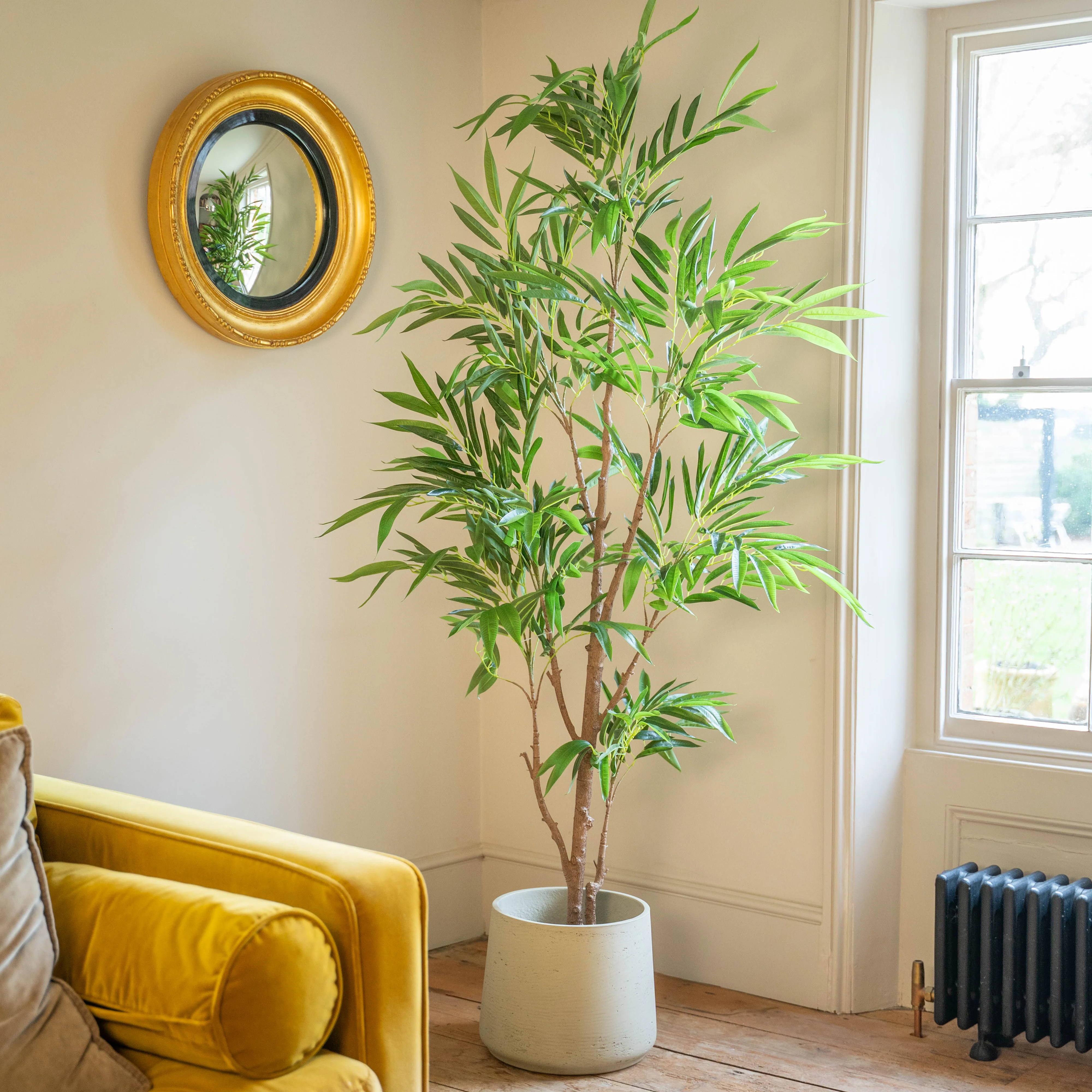 Ficus alii - Image 3