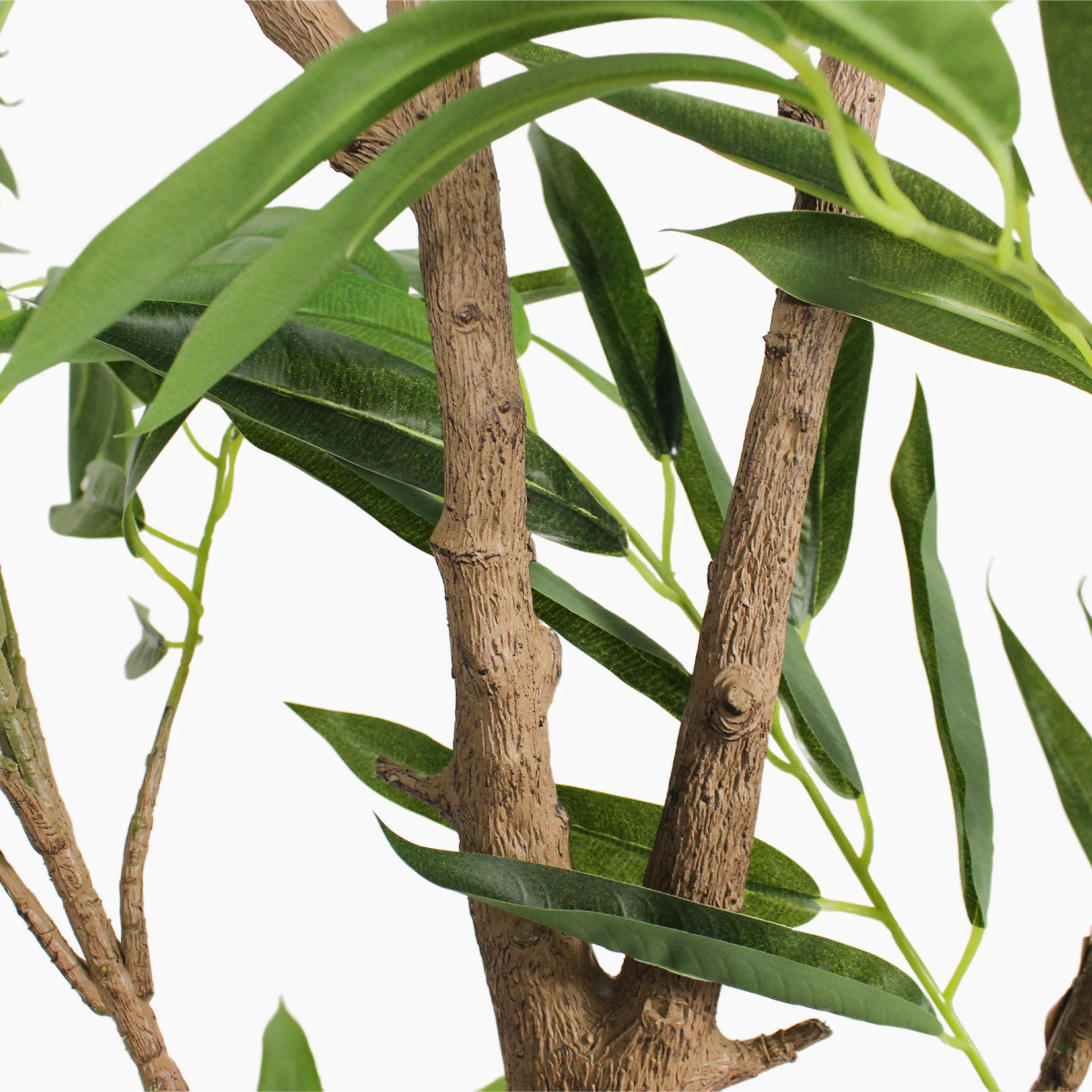 Ficus alii - Image 6