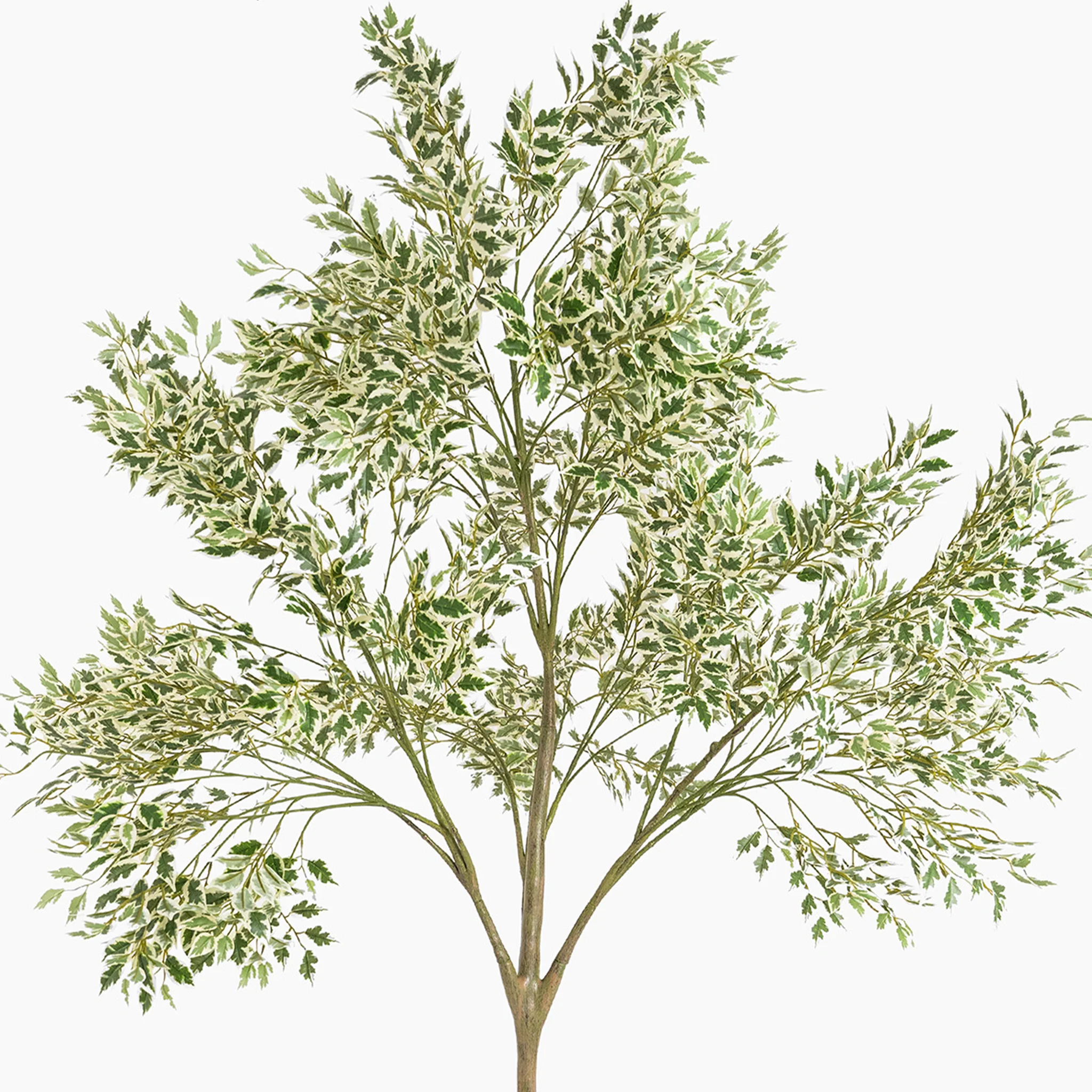 Ficus Anastasia - Image 3