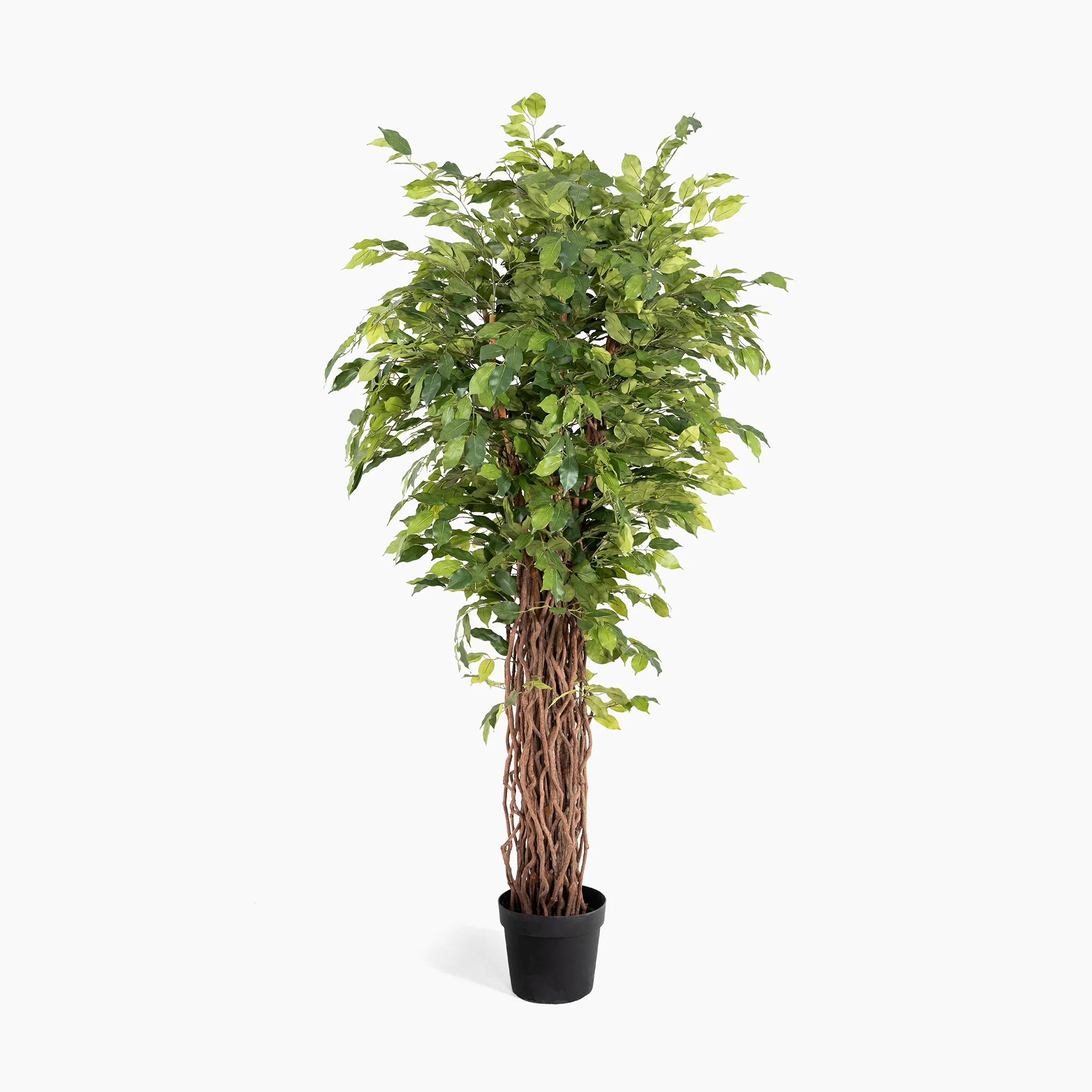 Ficus benjamina liana - Image 3