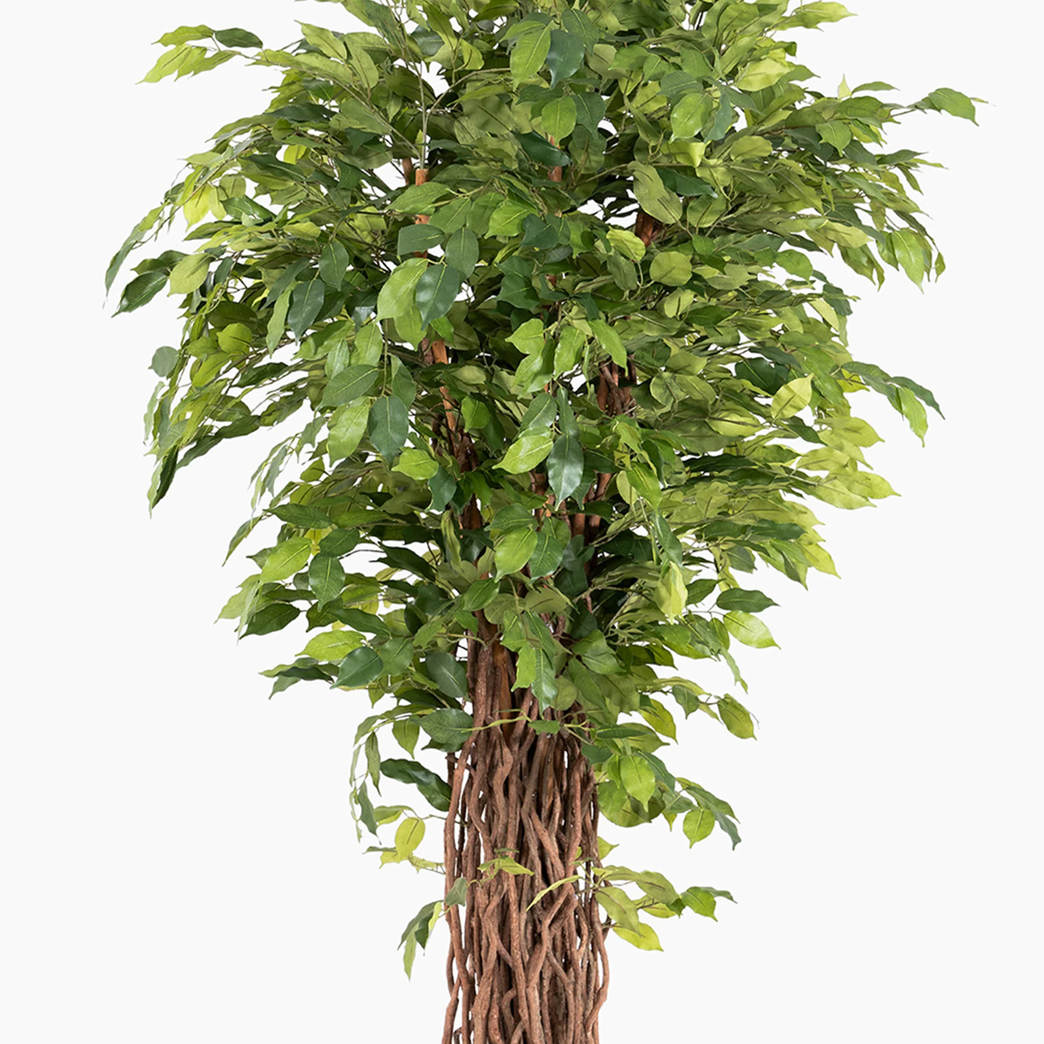 Ficus benjamina liana - Image 4