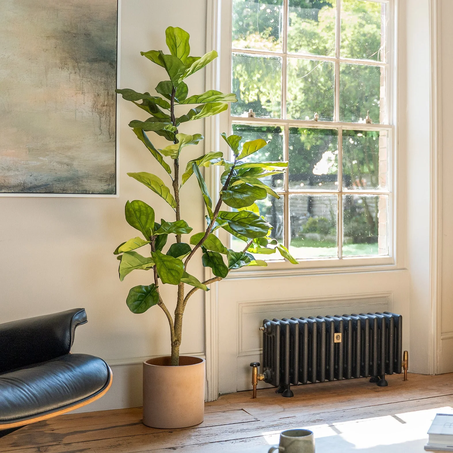 Ficus lyrata tree - Image 3