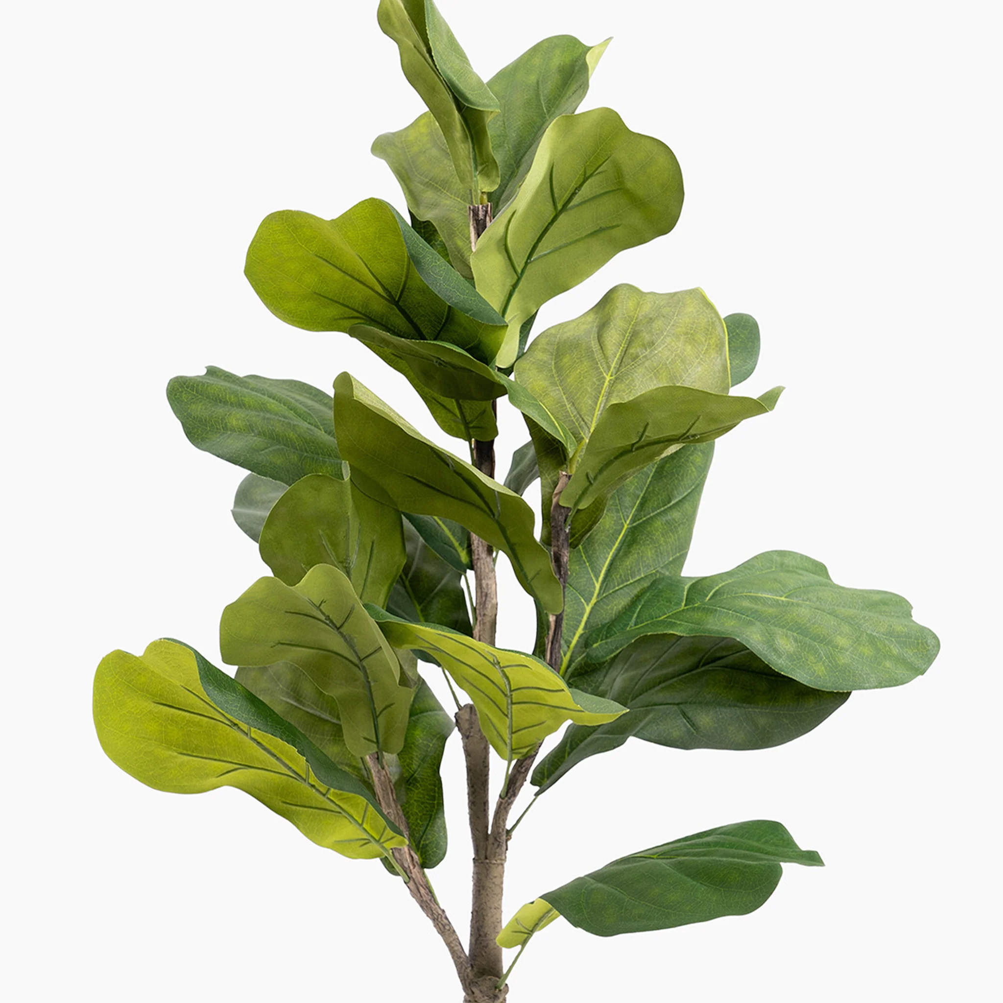 Ficus lyrata tree - Image 7