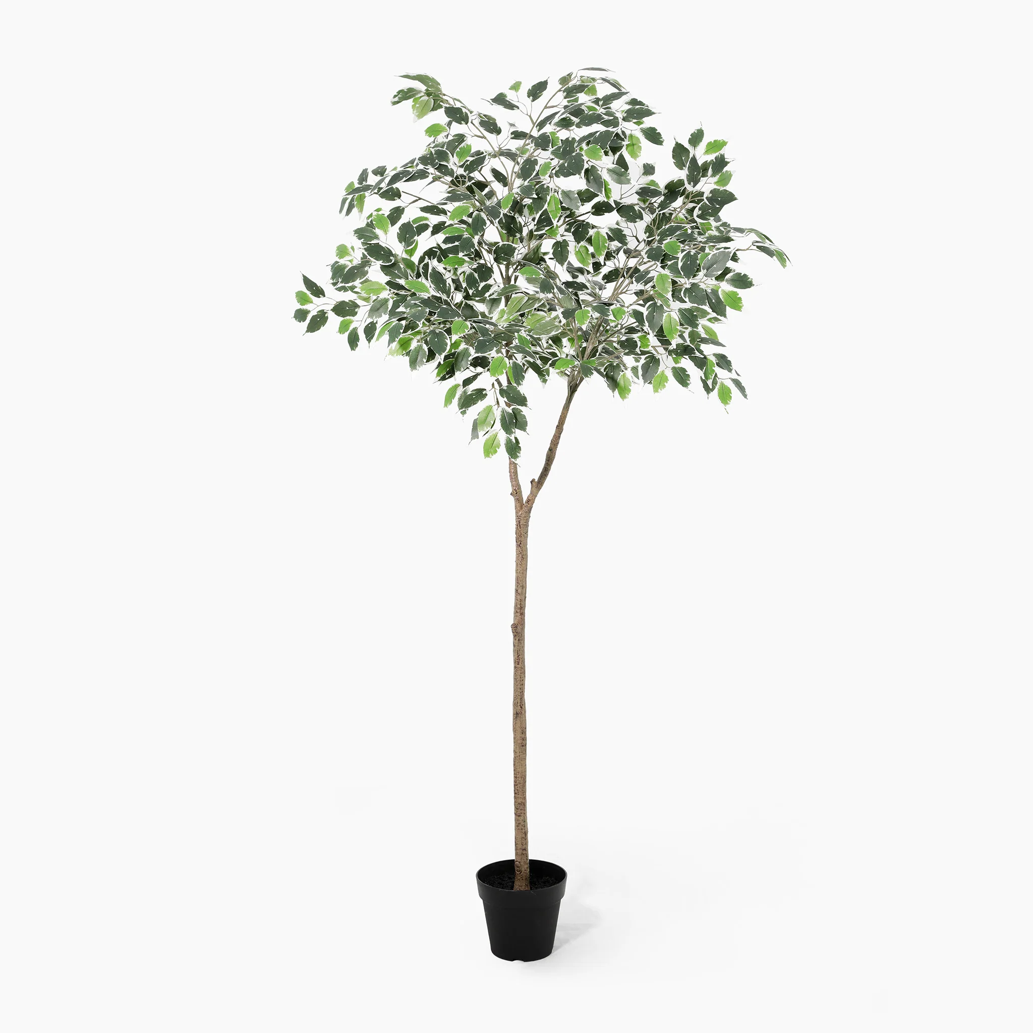 Ficus topping tree - Image 3