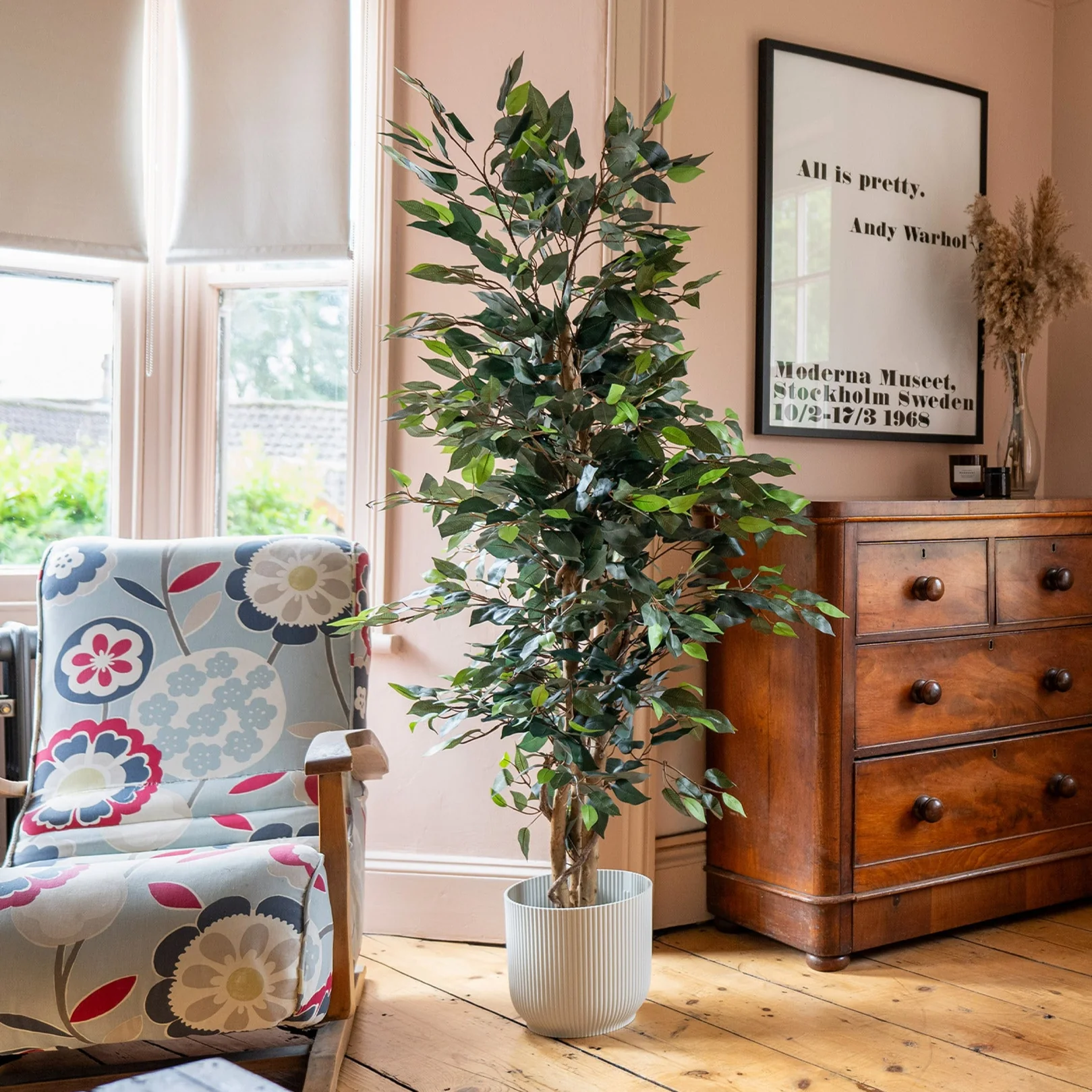 Ficus tree - Image 11