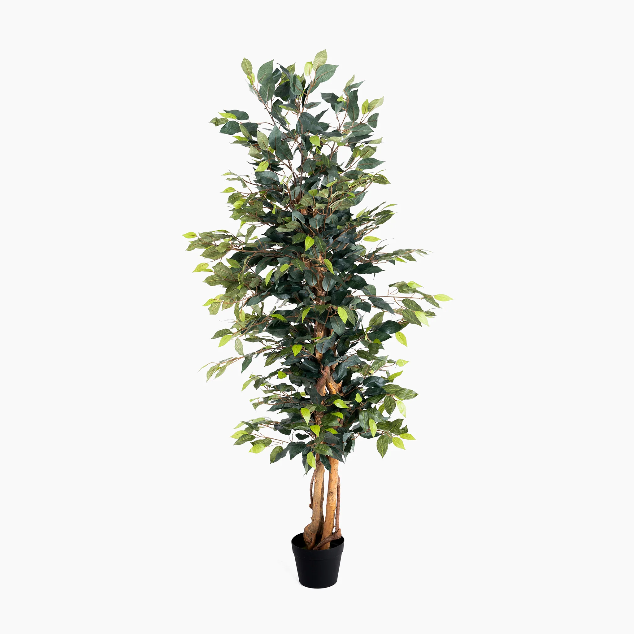 Ficus tree - Image 12
