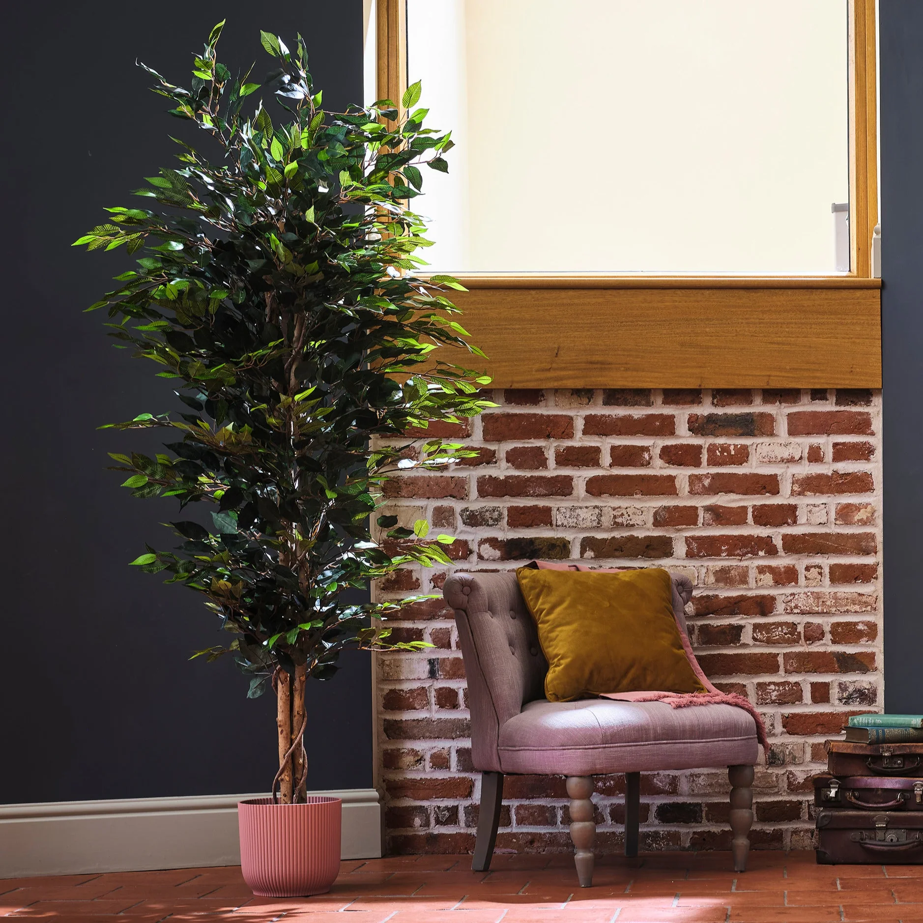 Ficus tree - Image 13