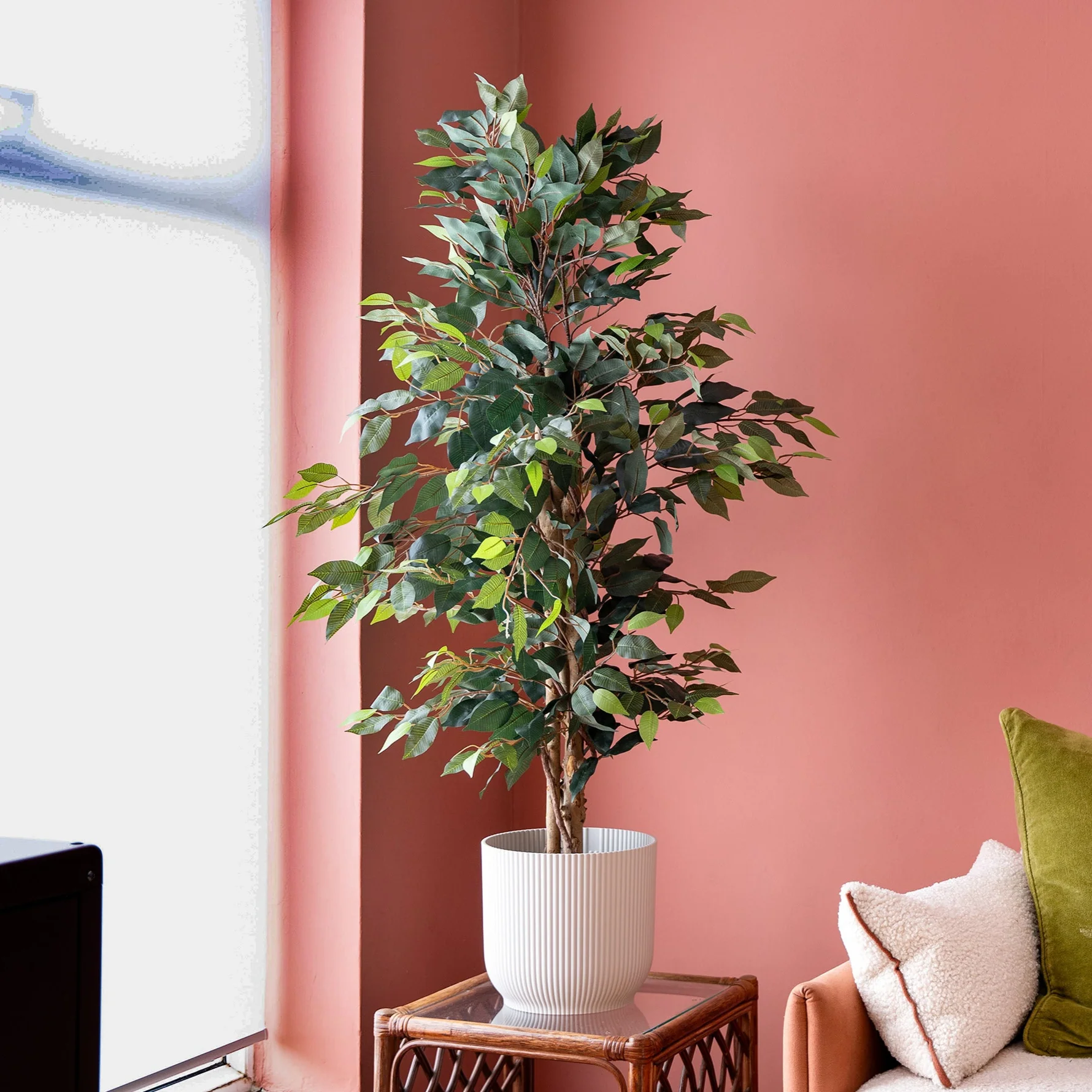 Ficus tree - Image 7