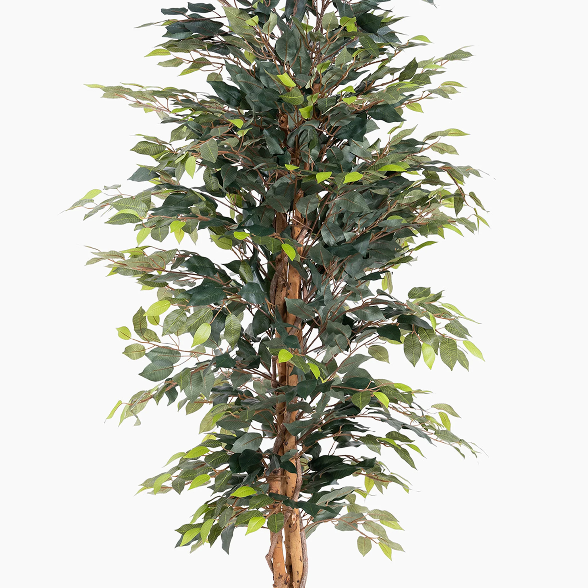 Ficus tree - Image 9