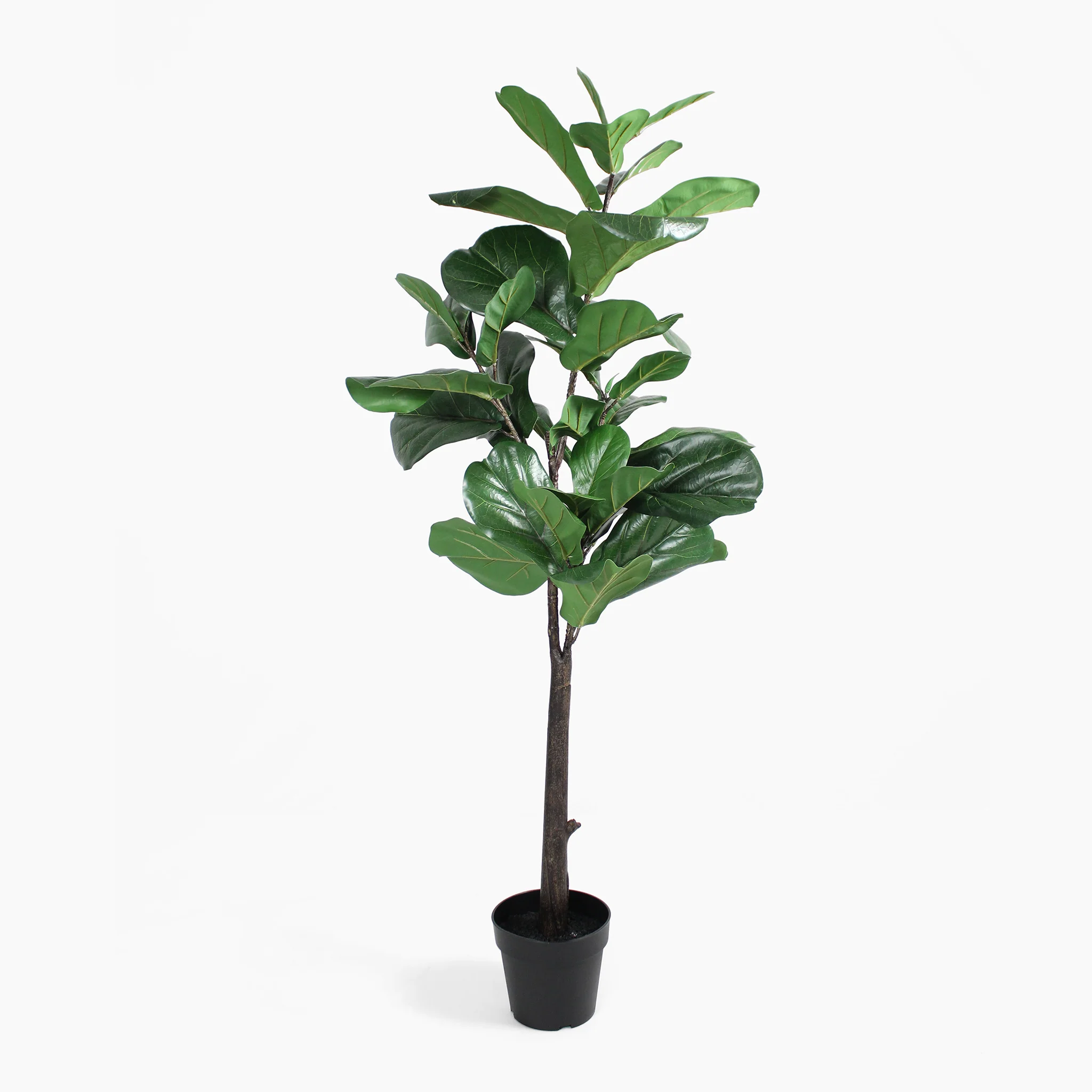 Fiddle leaf fig tree - Image 5