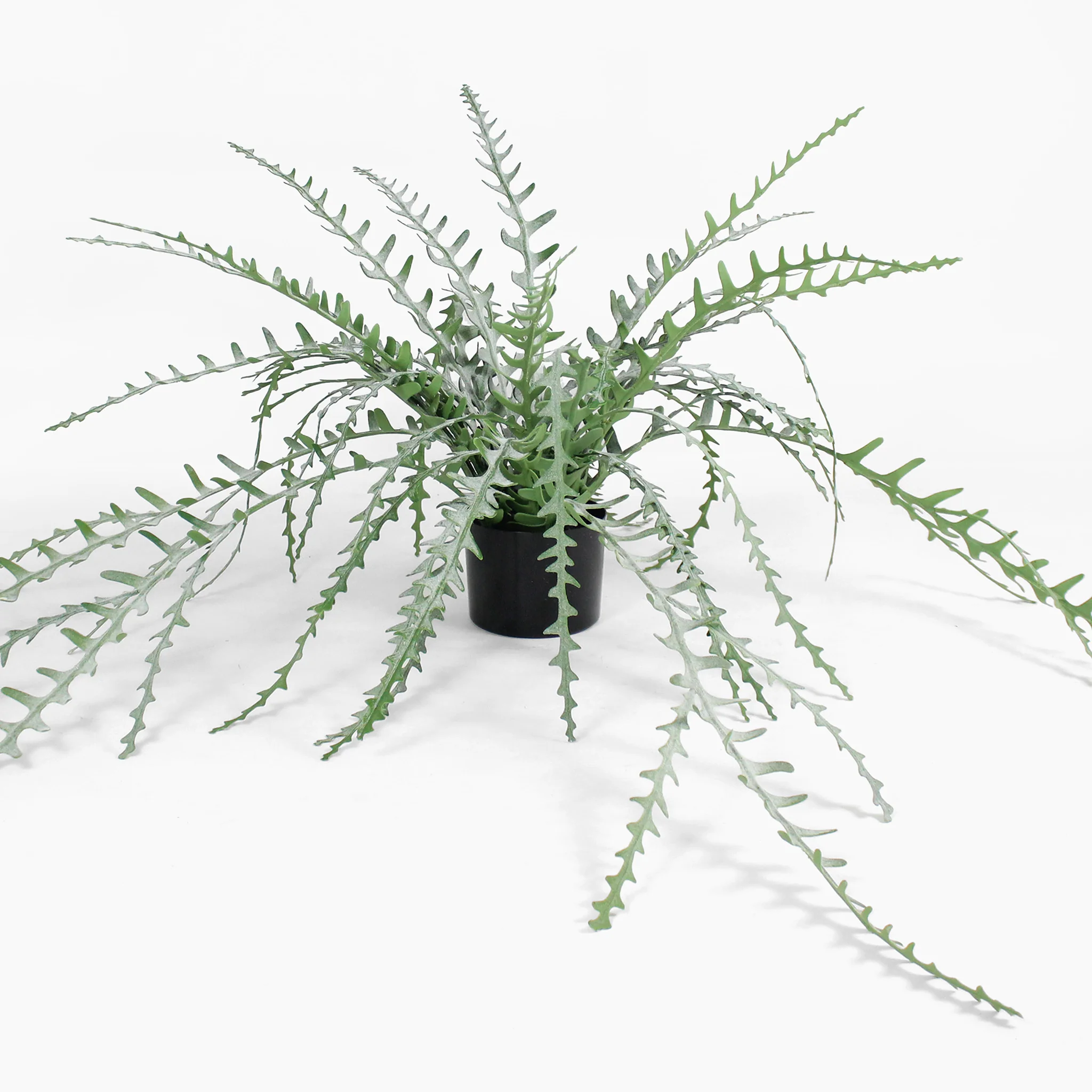 Fishbone cactus - Image 3